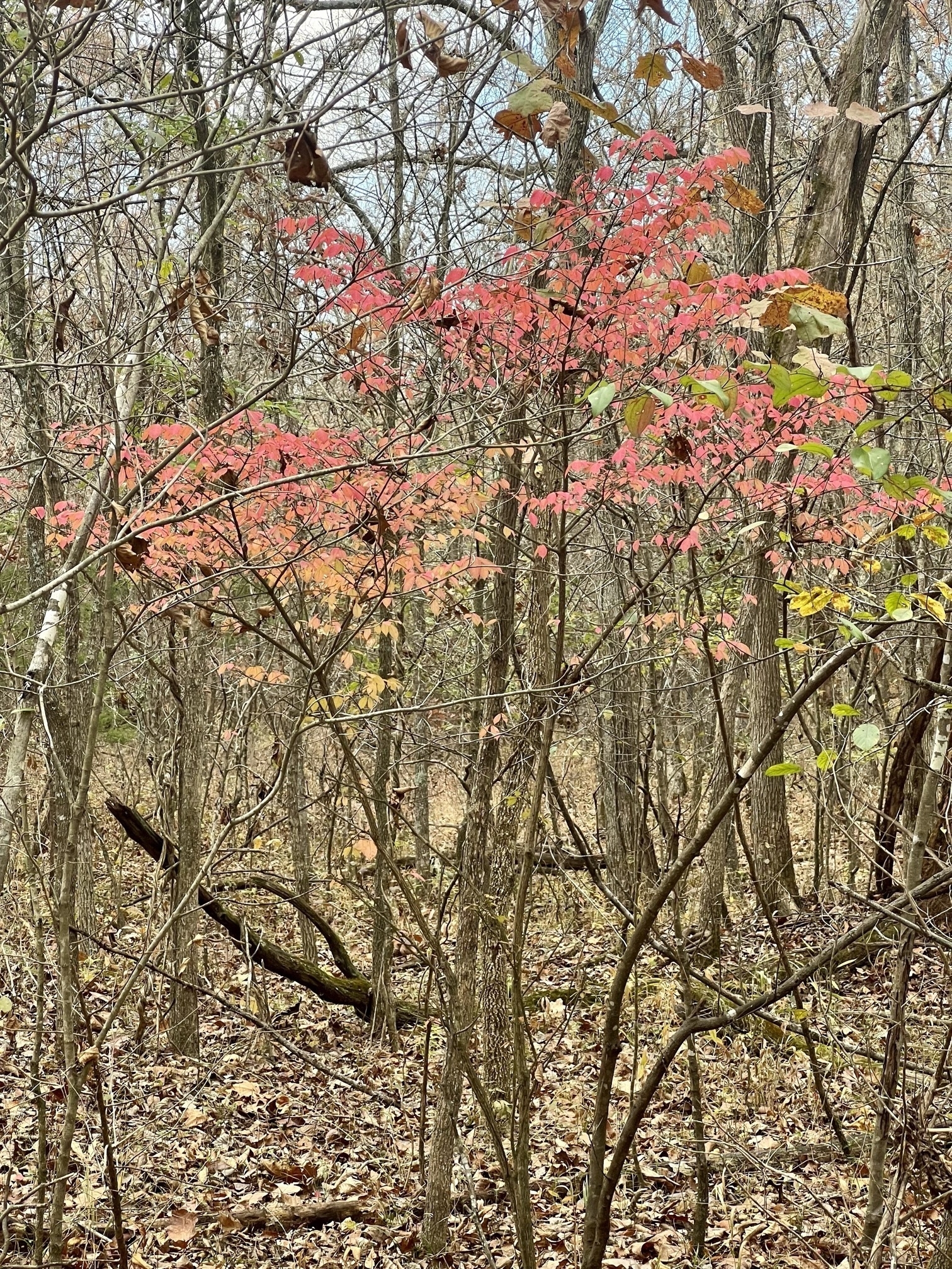 The fall colors of a burning bush in the forest. The small tree with leaves of pink, yellow and green, in a winter woodland of brown.