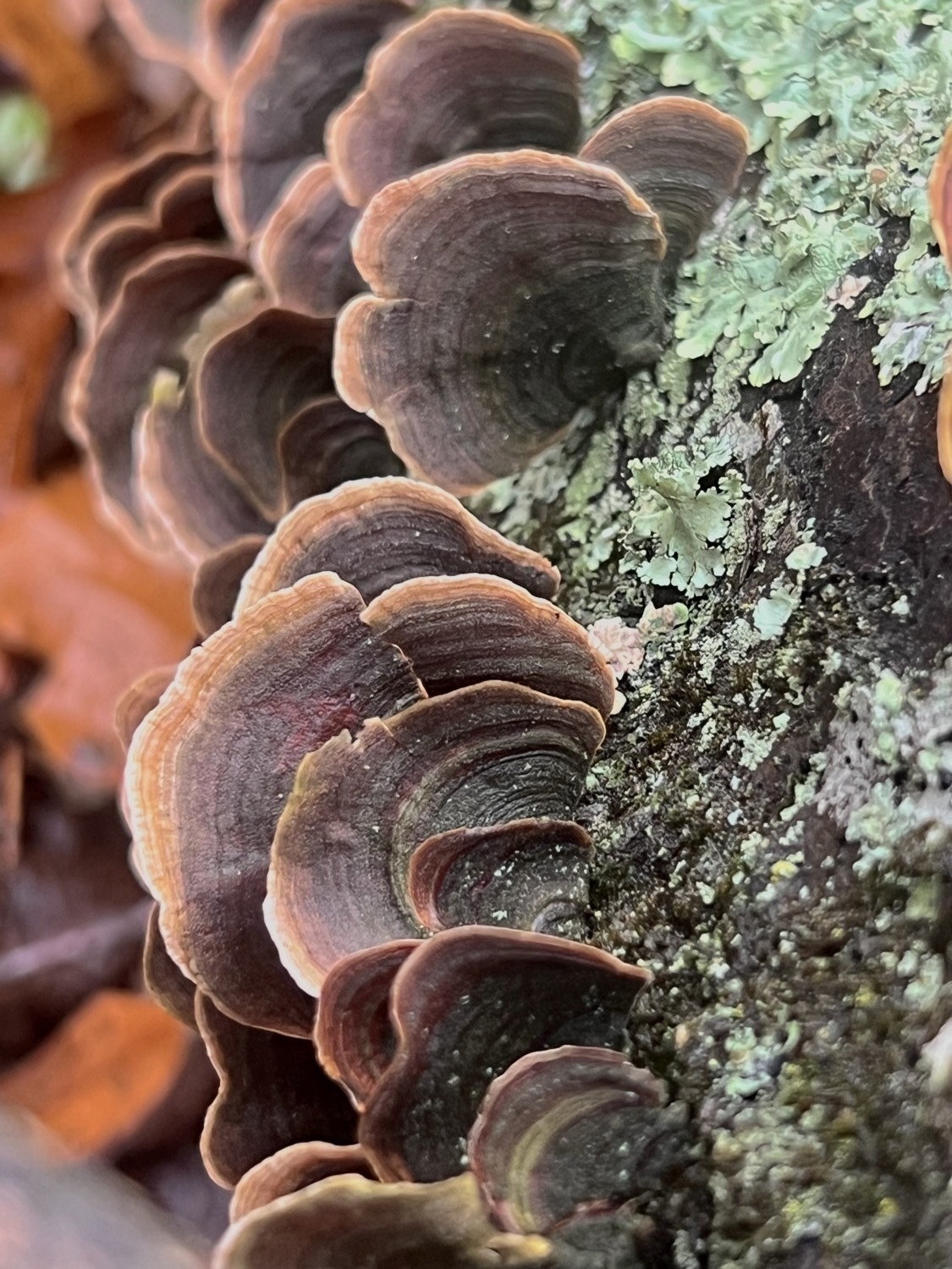 Fungi, dark brown at the center attachment to a tree. Rings outward gradually become lighter with the outer edges a light orange and white. They are in the shape of a semi-circle, somewhat resembling sea shells