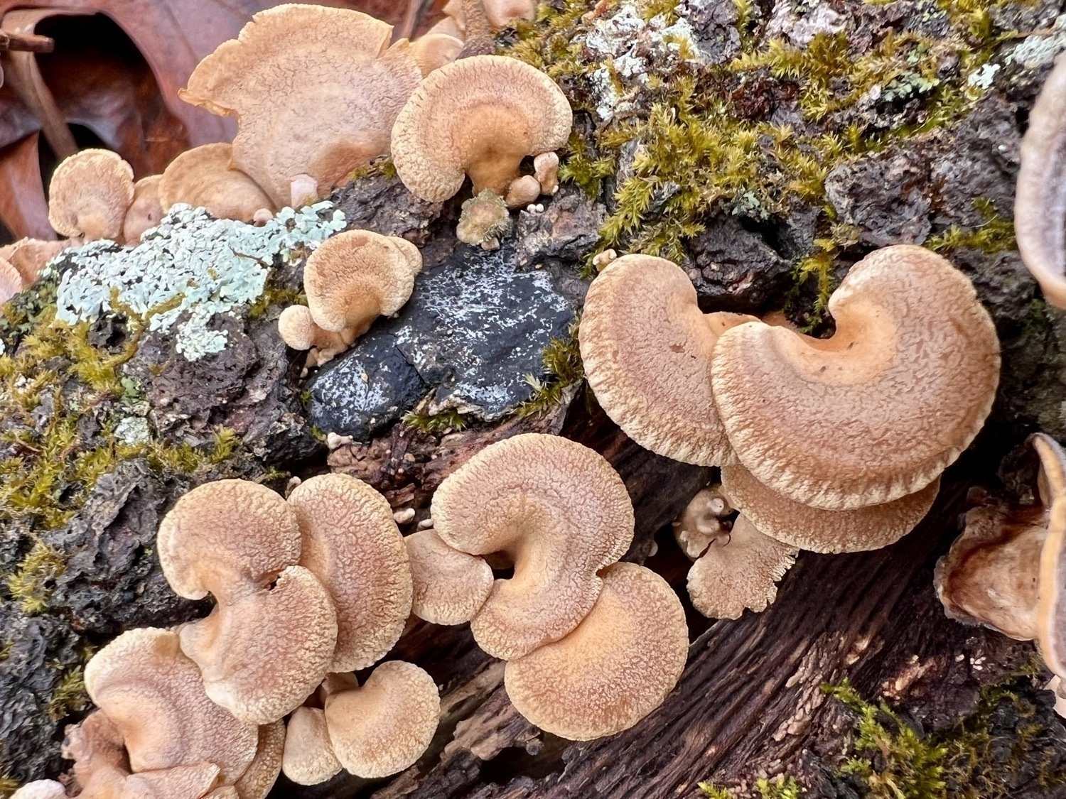 A Top down view of a cluster of Orangish cream colored mushrooms growing from a fallen tree. The mushrooms are in the shape of a Half circle and are irregular in texture and variations of color. In the background green moss, lichen and more mushrooms are visible.