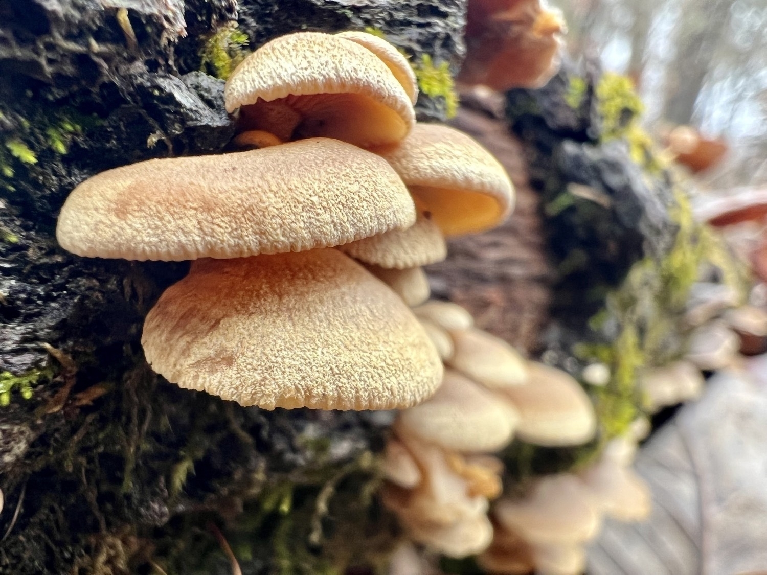 A macro side view of cluster of Orangish cream colored mushrooms grow from a fallen tree. In the background green moss and more mushrooms are visible. 