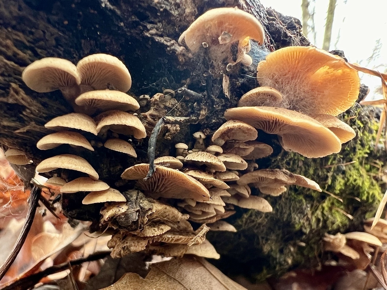 A bottom up view of a cluster of Orangish cream colored mushrooms growing from a fallen tree. The mushrooms are in the shape of a Half circle and are irregular in texture and variations of color. As the photo is taken from below the underside of the mushrooms with gills or ridges are visible. In the background green moss, lichen and more mushrooms a