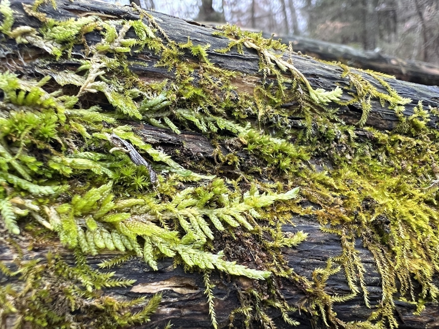 Long tendrils of cedar like moss grow along a tree branch