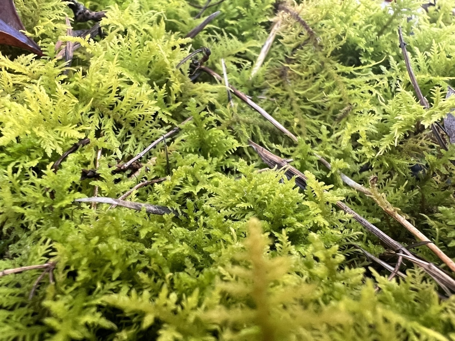 A macro photo of lush green moss that resembles a small forest of fern leaves