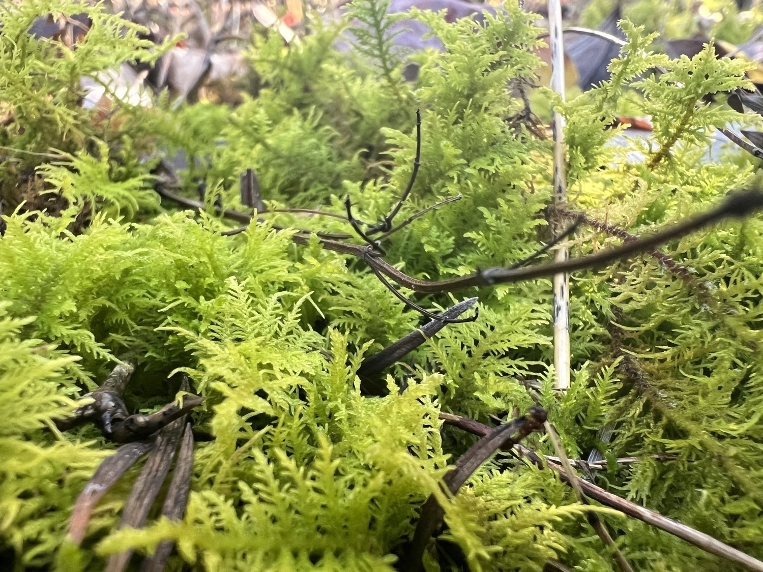 A macro photo of lush green moss that resembles a small forest of fern leaves