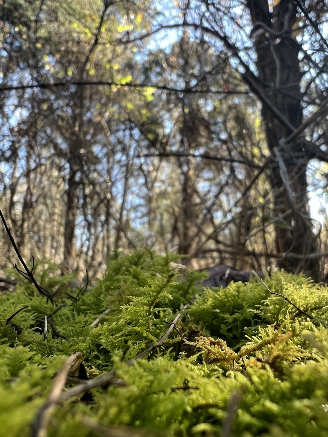 A photo taken from the ground shows a forest floor covered in moss near the camera. The background is slightly blurred cedar trees against a blue sky