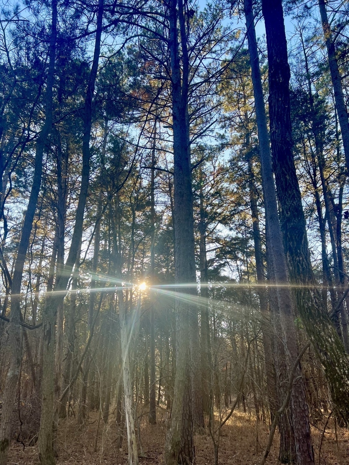 A photo taken in the woods and close to sunset. The sun flares from behind a group of pine trees. The forest floor is gold with fallen pine leaves and a blue sky is visible behind the trees.
