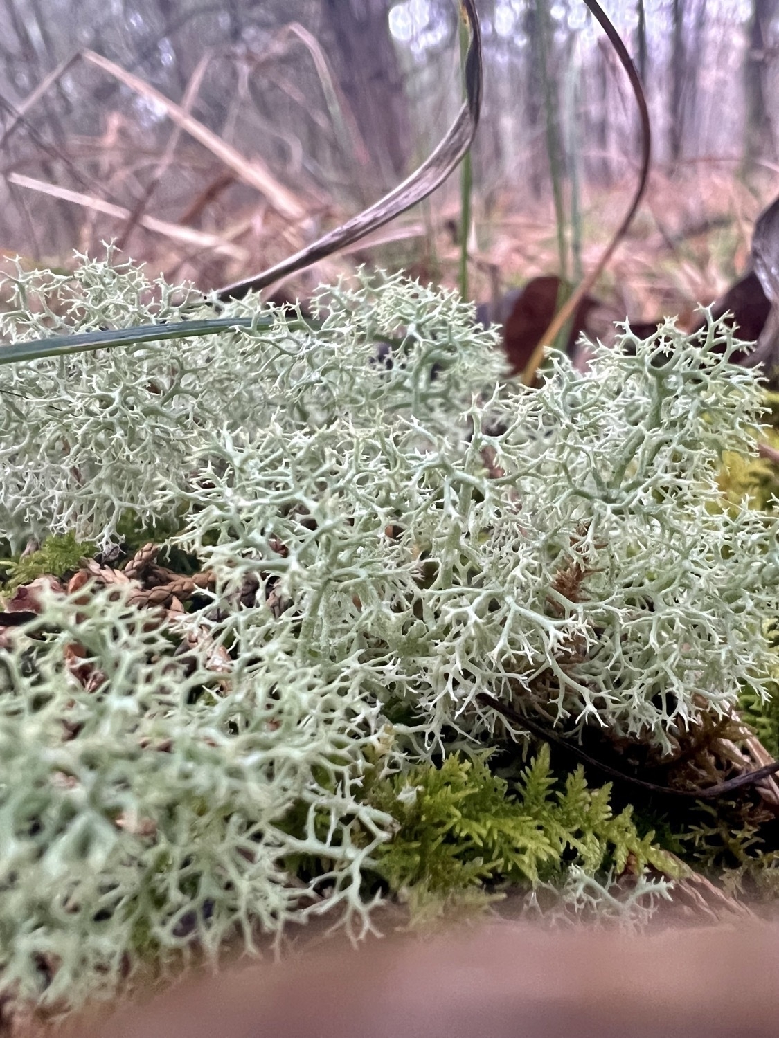 pale green lichen with many very tiny branches that looks like a kind of sponge. The lichen grows atop a darker green patch of lush moss on the forest floor with a background of winter woodland