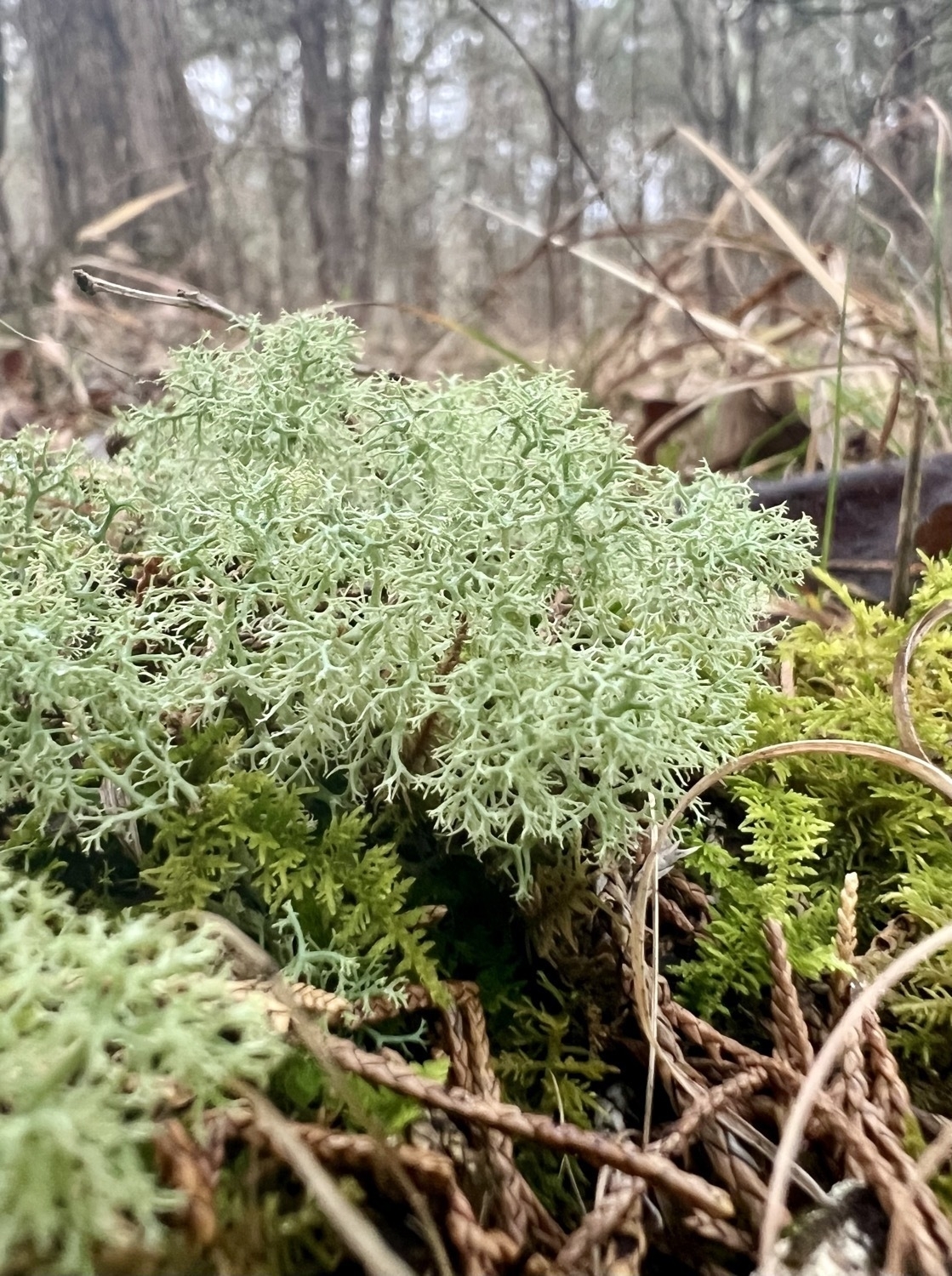 pale green lichen with many very tiny branches that looks like a kind of sponge. The lichen grows atop a darker green patch of lush moss on the forest floor with a background of winter woodland