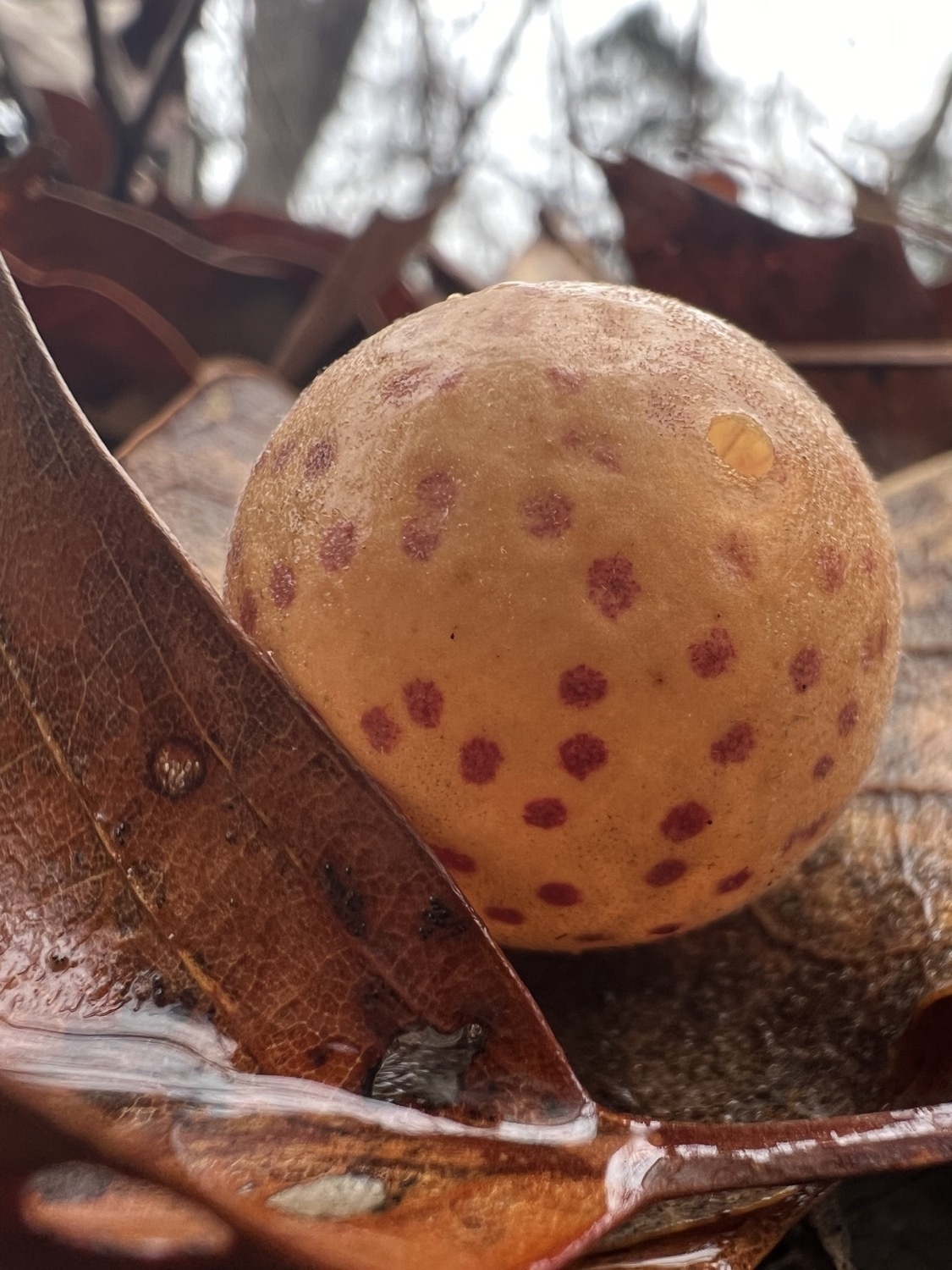 A small, light orange sphere with many dark red circles sits on a brown leaf in a forest. It is made by a gall wasp. The sphere has a small hole in the top right that reveals that the sphere is a very thin material.