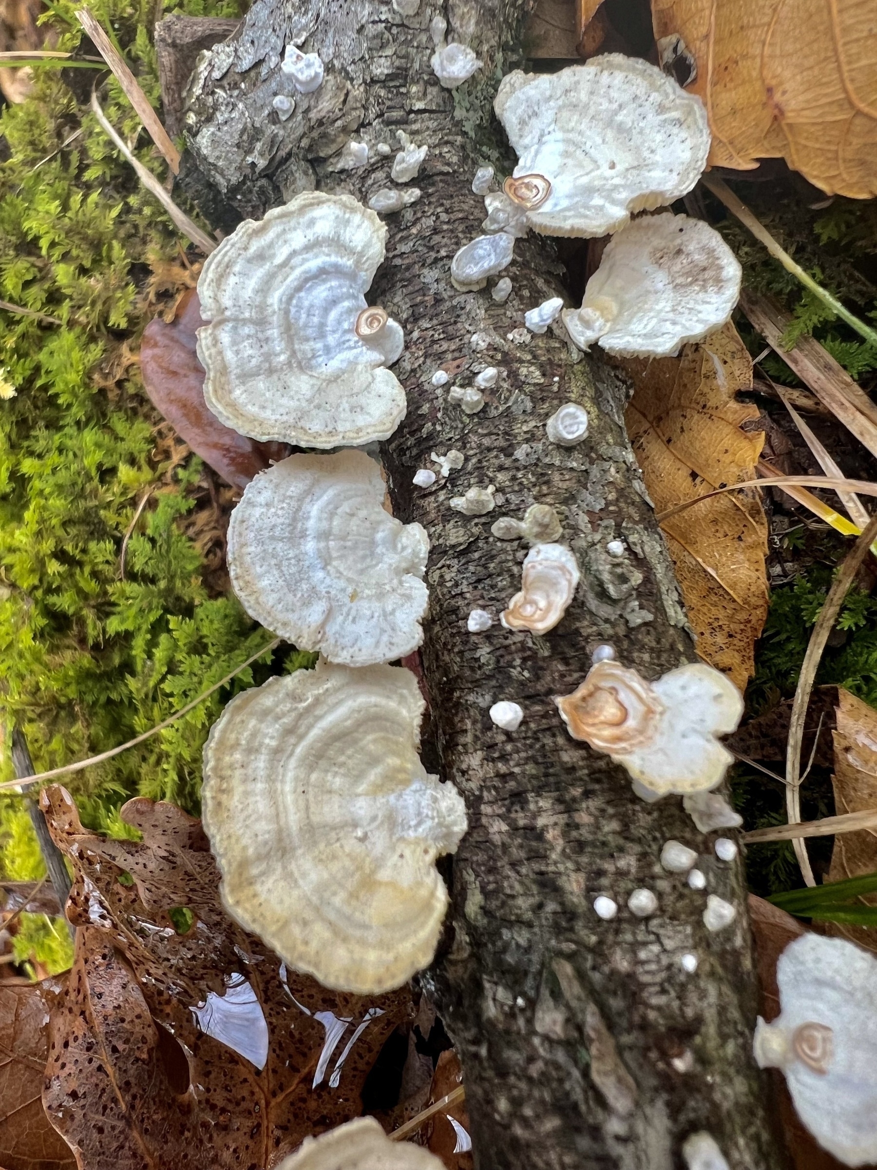 Primarily white fungi grow from a fallen tree branch. They are a half circle shape with a stem attachment to the branch on the flat side of the fungi. The have faint orangish brown rings dispersed across the surface. The branch and fungi are resting on a backgound of green moss and brown leaves.