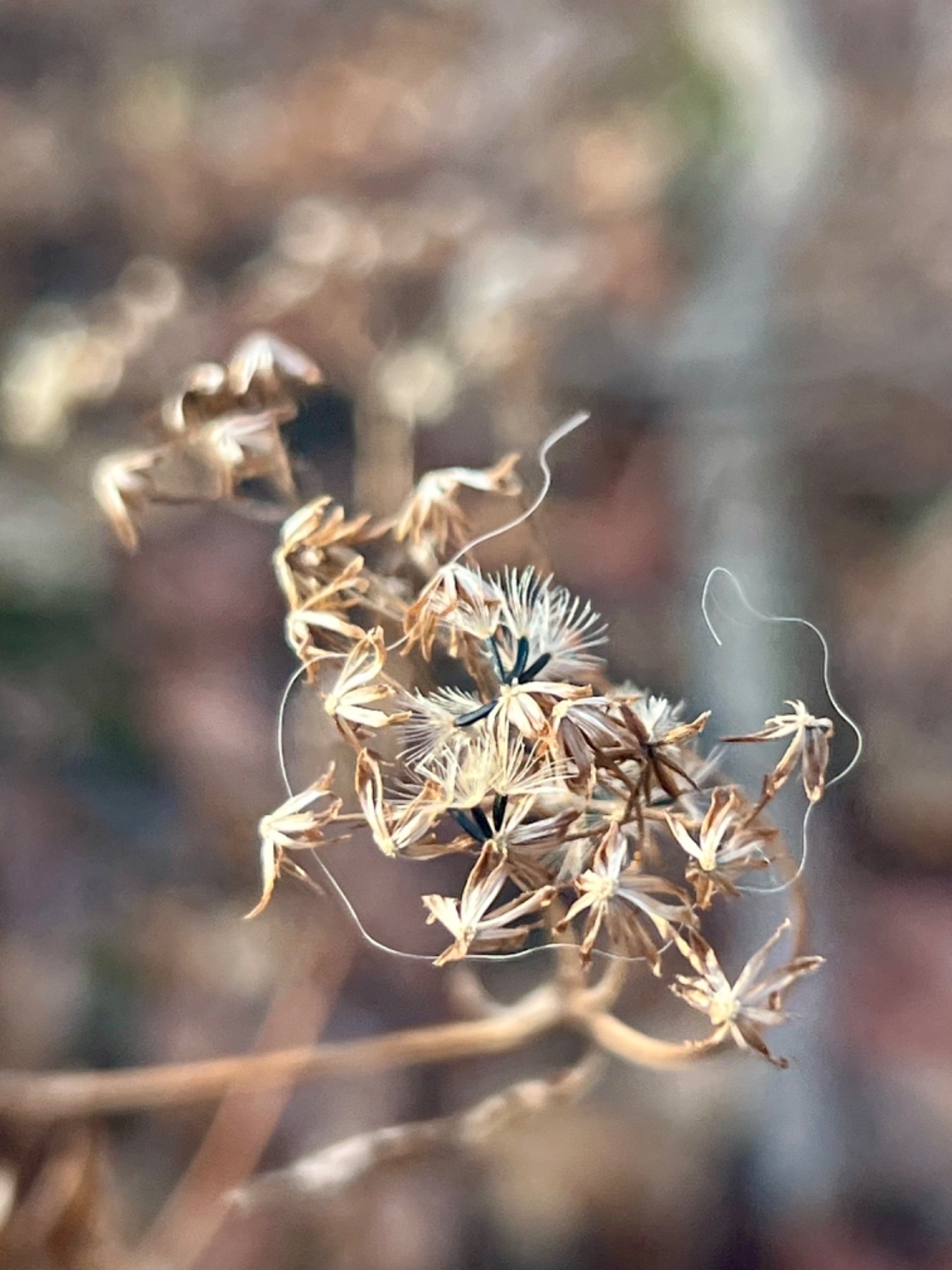 A custer of flowers have turned golden brown for the winter. Amongst the remaining flower parts are several small seeds still attached. The seeds have an elongated black base with tiny white, feathery tendrils to catch the wind. 