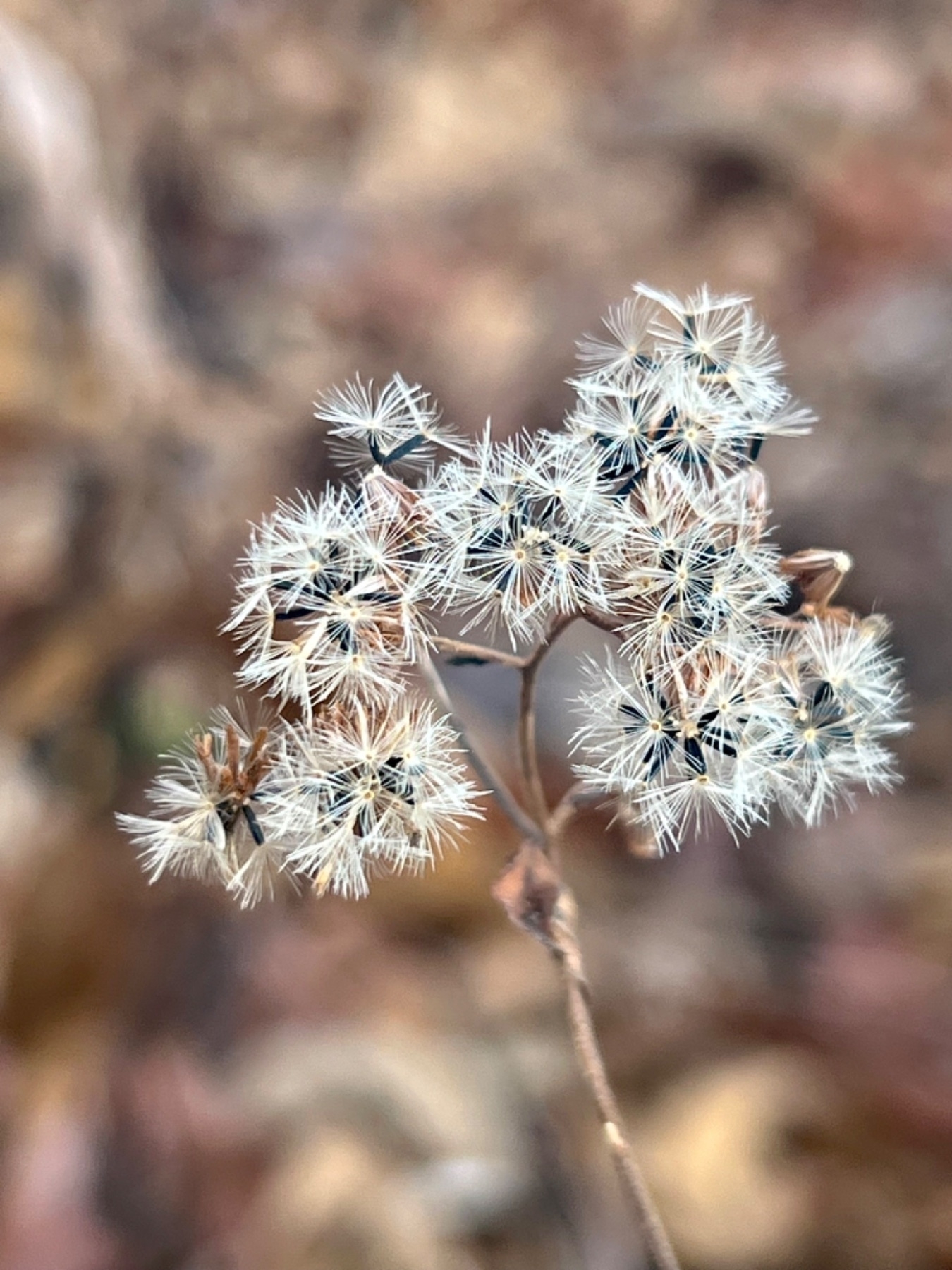 A custer of flowers have turned golden brown for the winter. Amongst the remaining flower parts are many small seeds are still attached. The seeds have an elongated black base with tiny white, feathery tendrils to catch the wind. 
