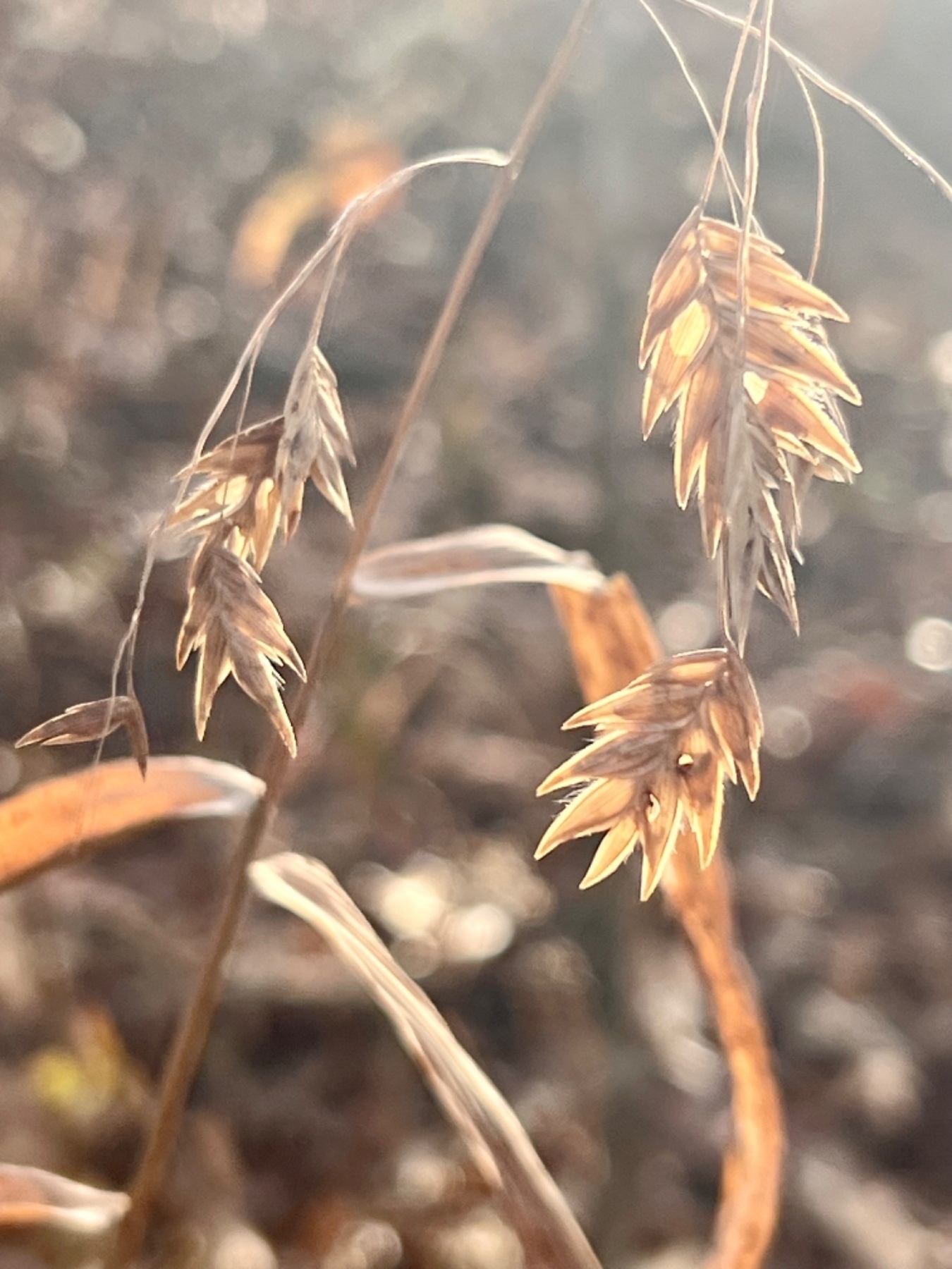 The golden seed heads of the sea or river oats plant. Each cluster  of seeds consists of around eight seeds which are flat and pointy on their outer end. the heads hang from deicate golden brown stems that are attached to larger stems that are, in turn, attachd to the main stem of the plant. Blurred against the background, a few remaining golden leaves can be seen along the main plant stem. 