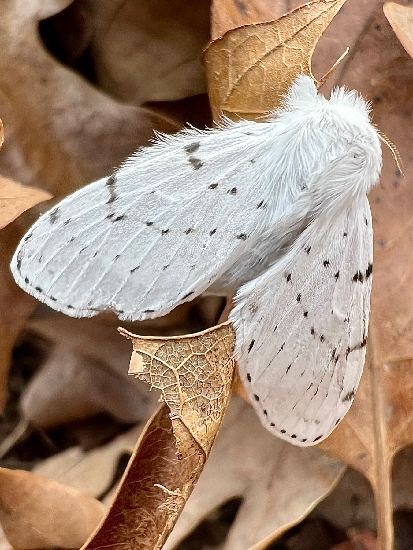 a furry white moth  set  against a blurred background of brown leaves. The moth has faint, delicate black specs on its wings. 