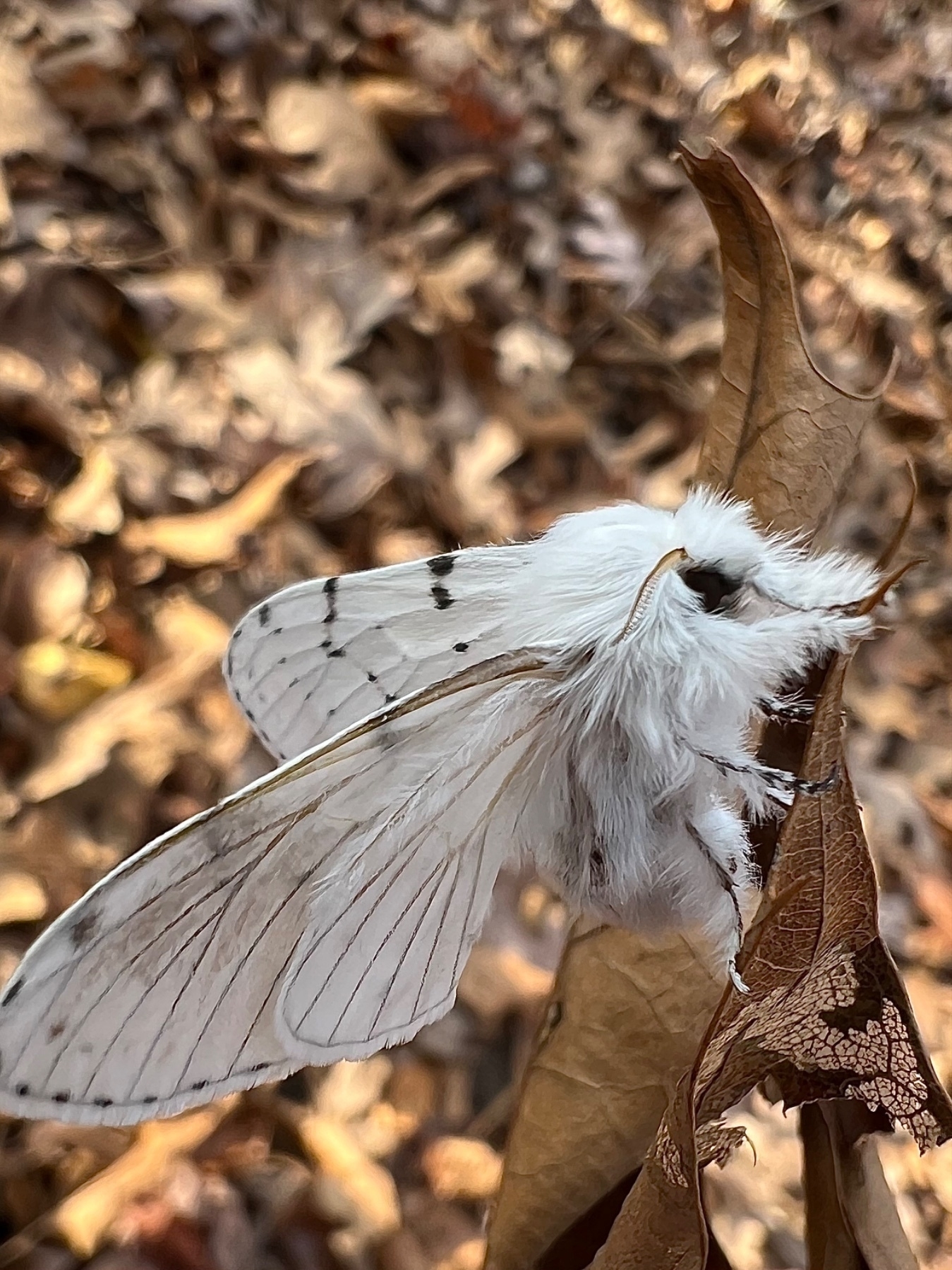 a furry white moth is perched on a brown leaf set against a blurred forest background. The image is taken from the side.