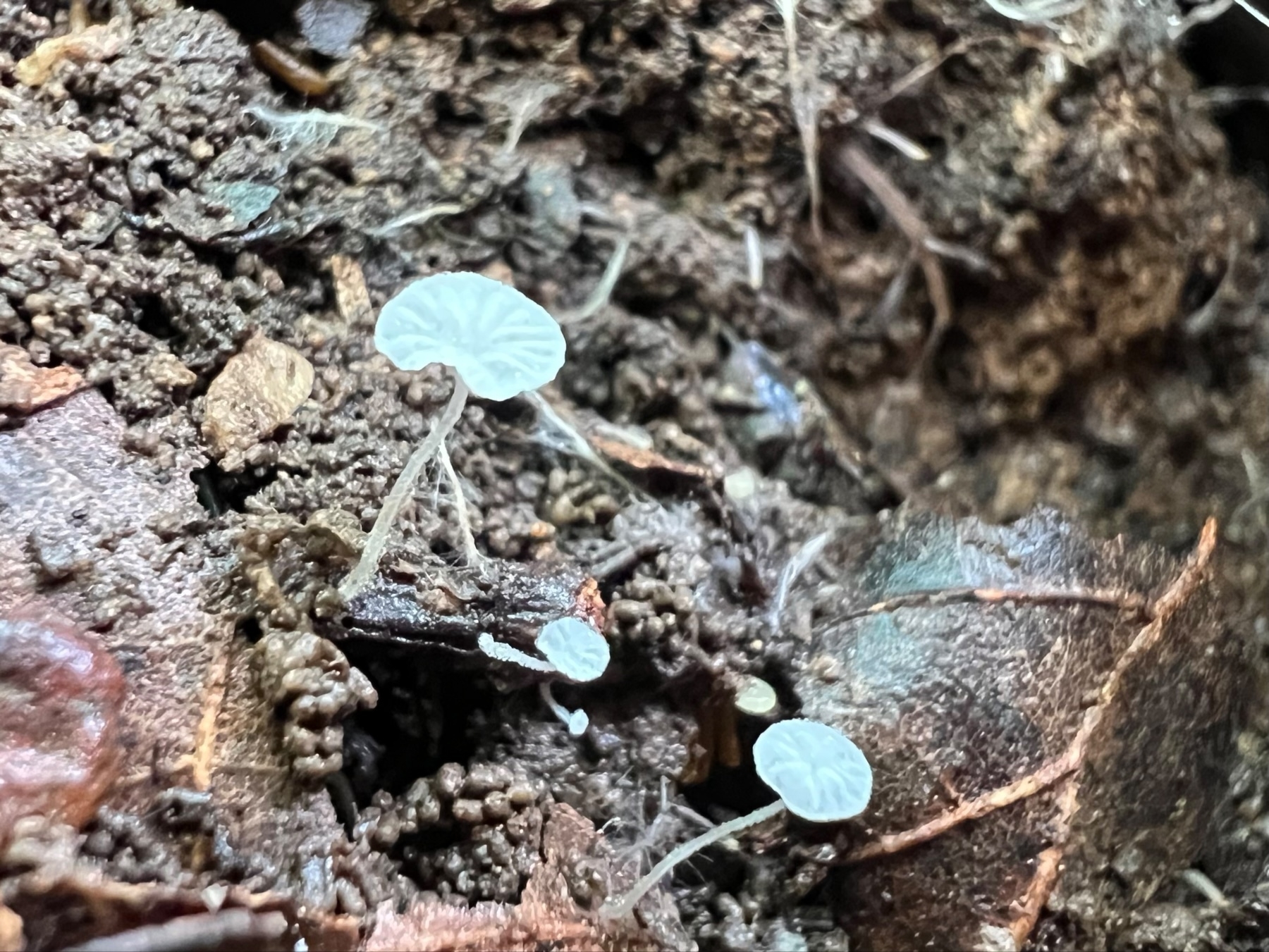 Very tiny white mushrooms growing in soil and organic matter