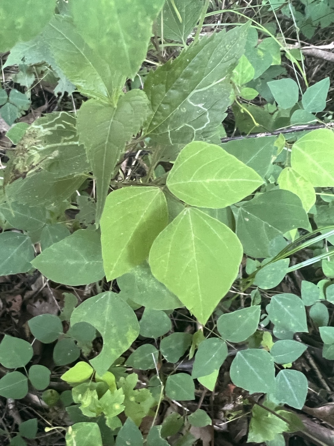 A three leaved vine. The leaves are a medium green, smooth and somewhat pointed.