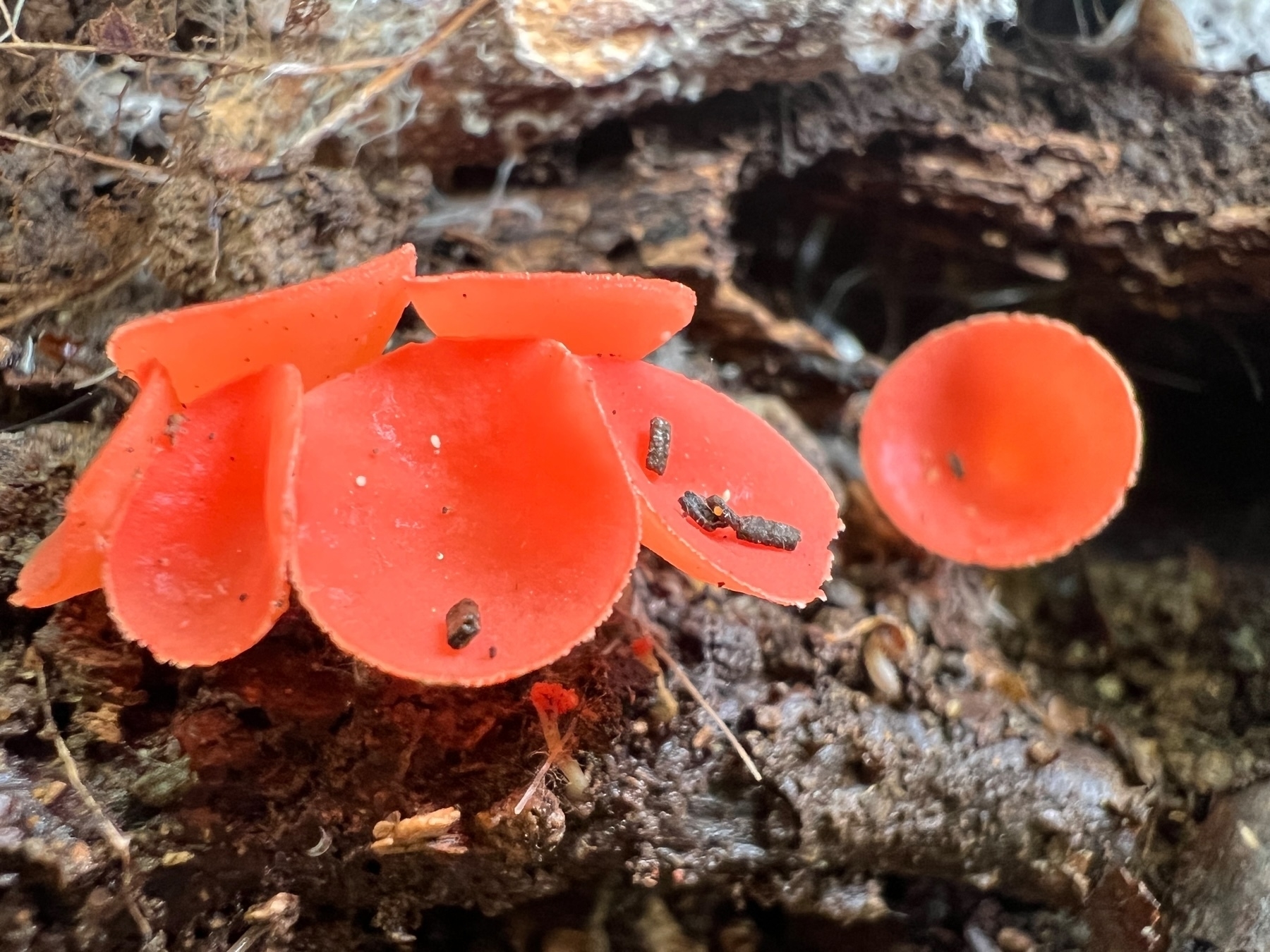 A cluster of very tiny, bright red-pink-orange cup shaped mushrooms growing from rich soil and organic matter.