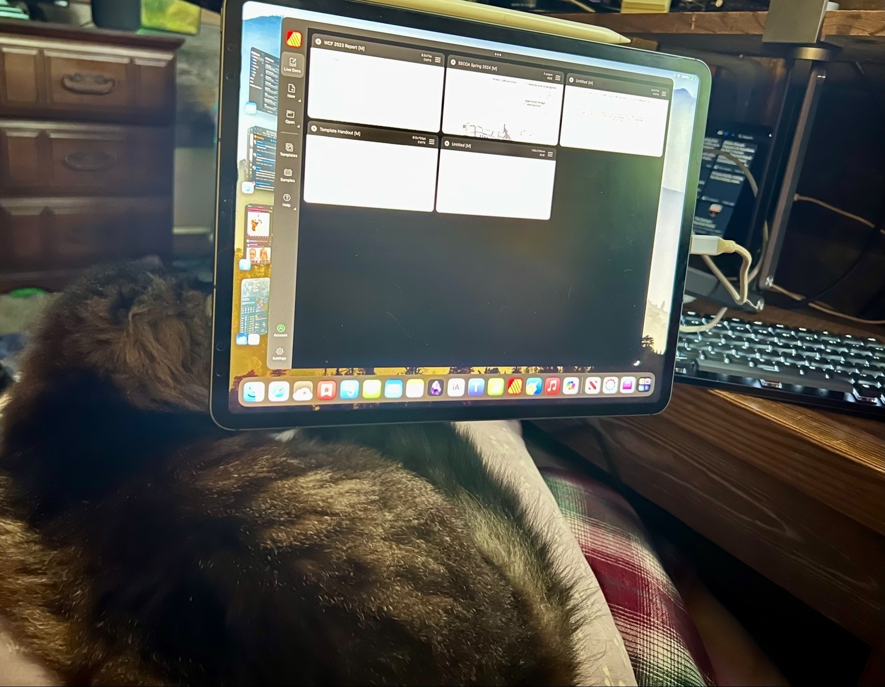 A brown cat is curled up on a pillow. An iPad is suspended above the cat. On the screen of the iPad Affinity Publisher.