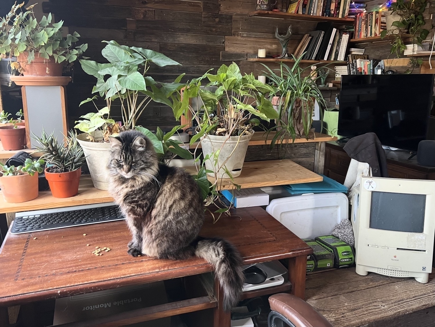 A desk with a cat sitting on it eating. Behind the desk are shelves with plants. To the right of desk is an Old Mac Color Classic sitting on a table.
