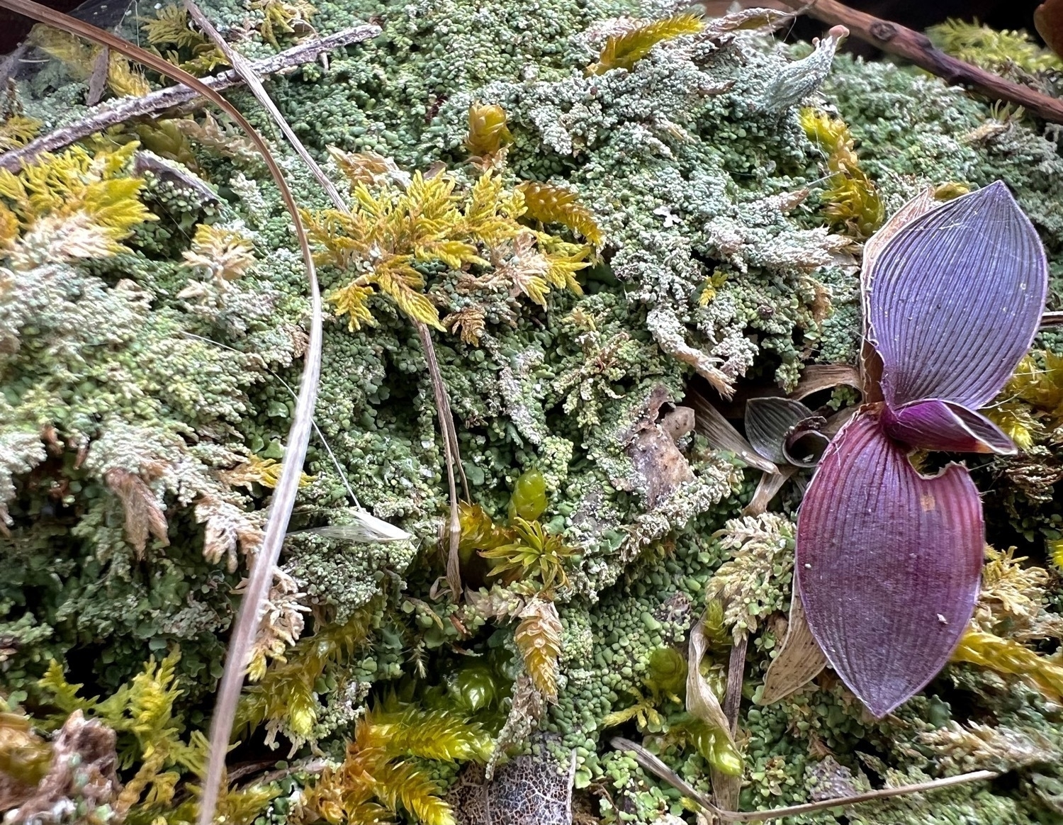 A patch of moss and lichen. A small purplish leaved plant is growing in the bottom right corner.
