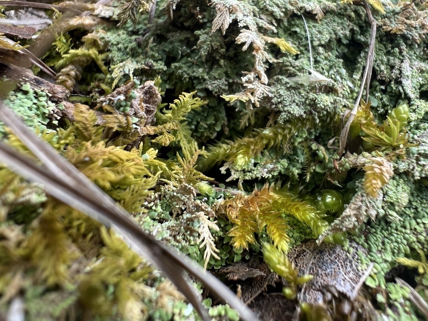 A patch of moss and lichen, the lichen seems to be covering the moss, growing over it
