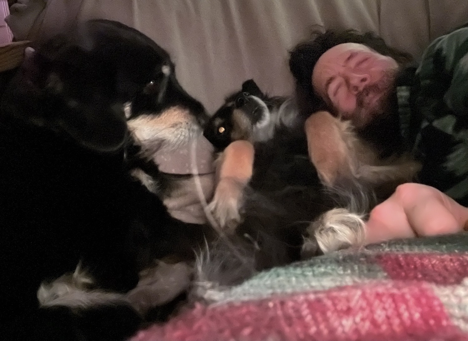 Two black dogs and a person trying to sleep