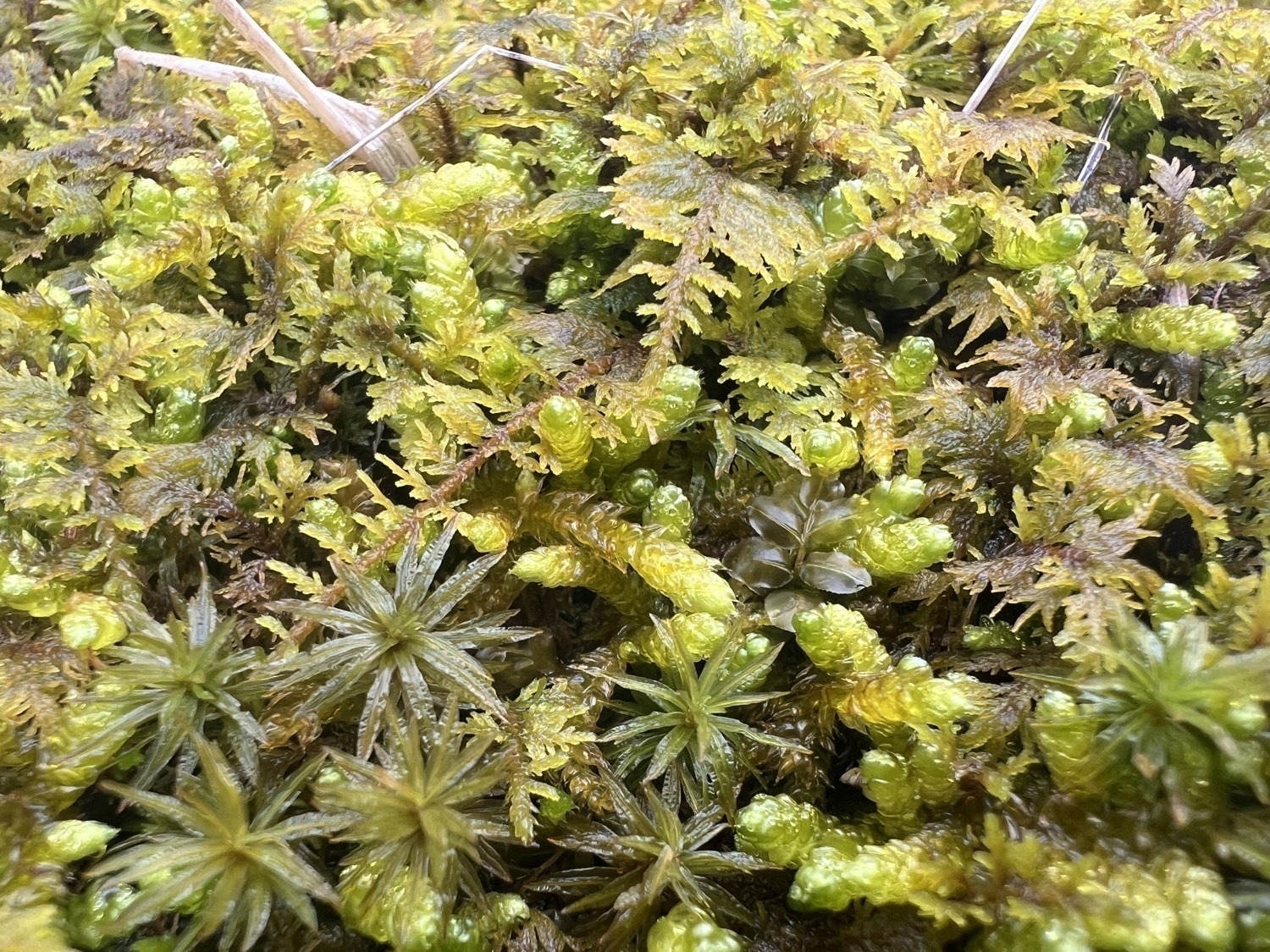 A mix of various species of moss in a very close-up photo. At least 3 different species are visible.