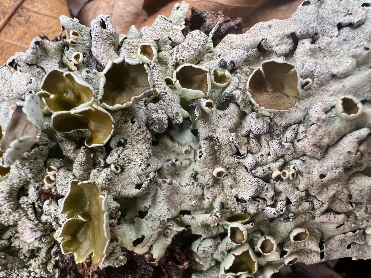 Cups of brownish green are set against a larger mass of pale green lichen on a branch. 