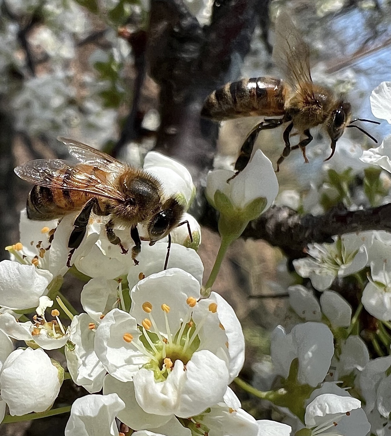 A closeup of two honeybees, one is flying above white flowers, the other is resting on a flower as it collects pollen