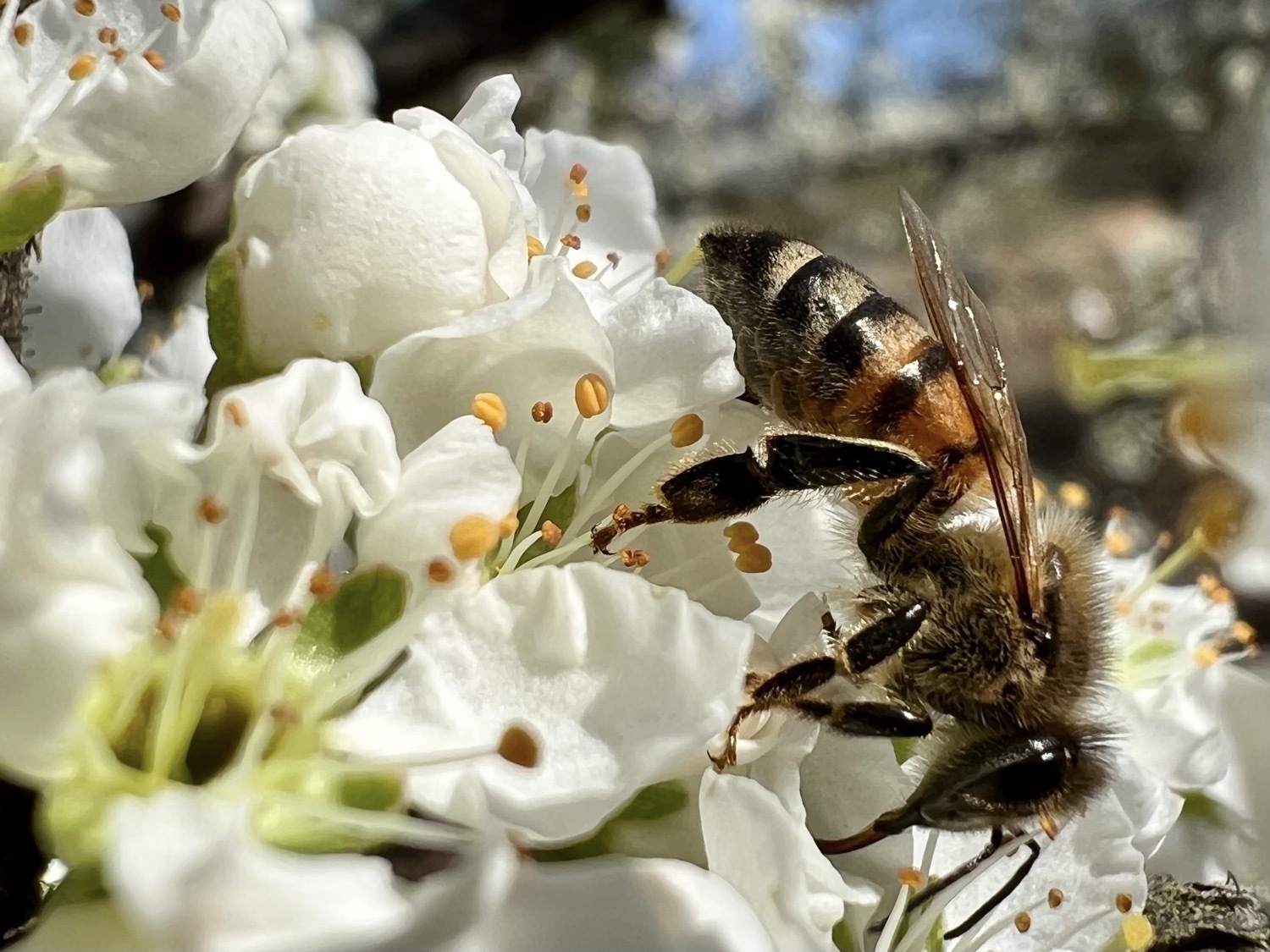 A honeybee is collecting pollen from white plum flowers.