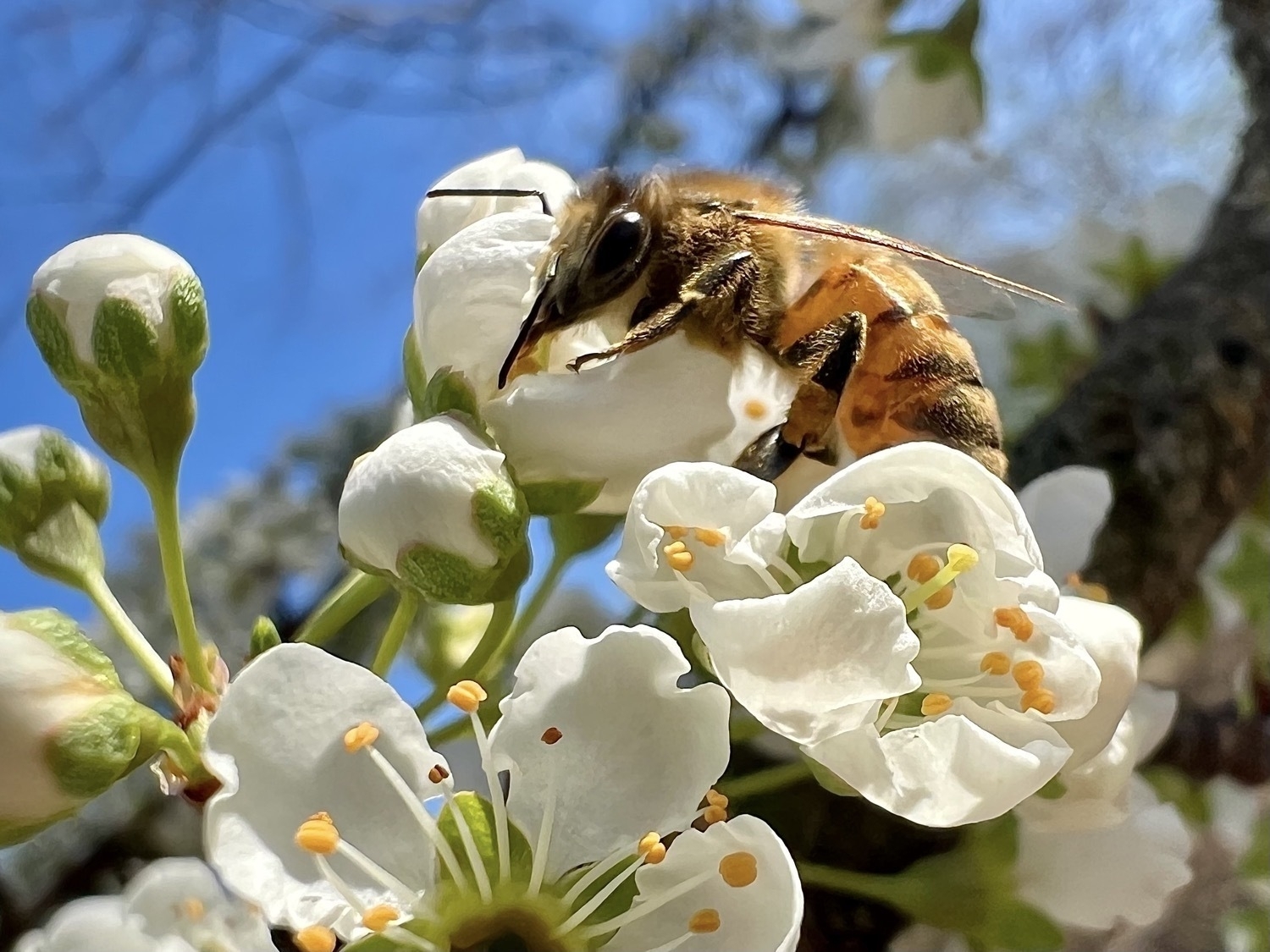 A honeybee is collecting pollen from white plum flowers. A bright blue sky is visible in the background.