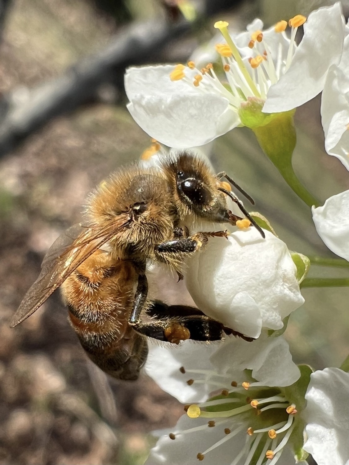A macro image of a furry honeybee collecting pollen from white flowers