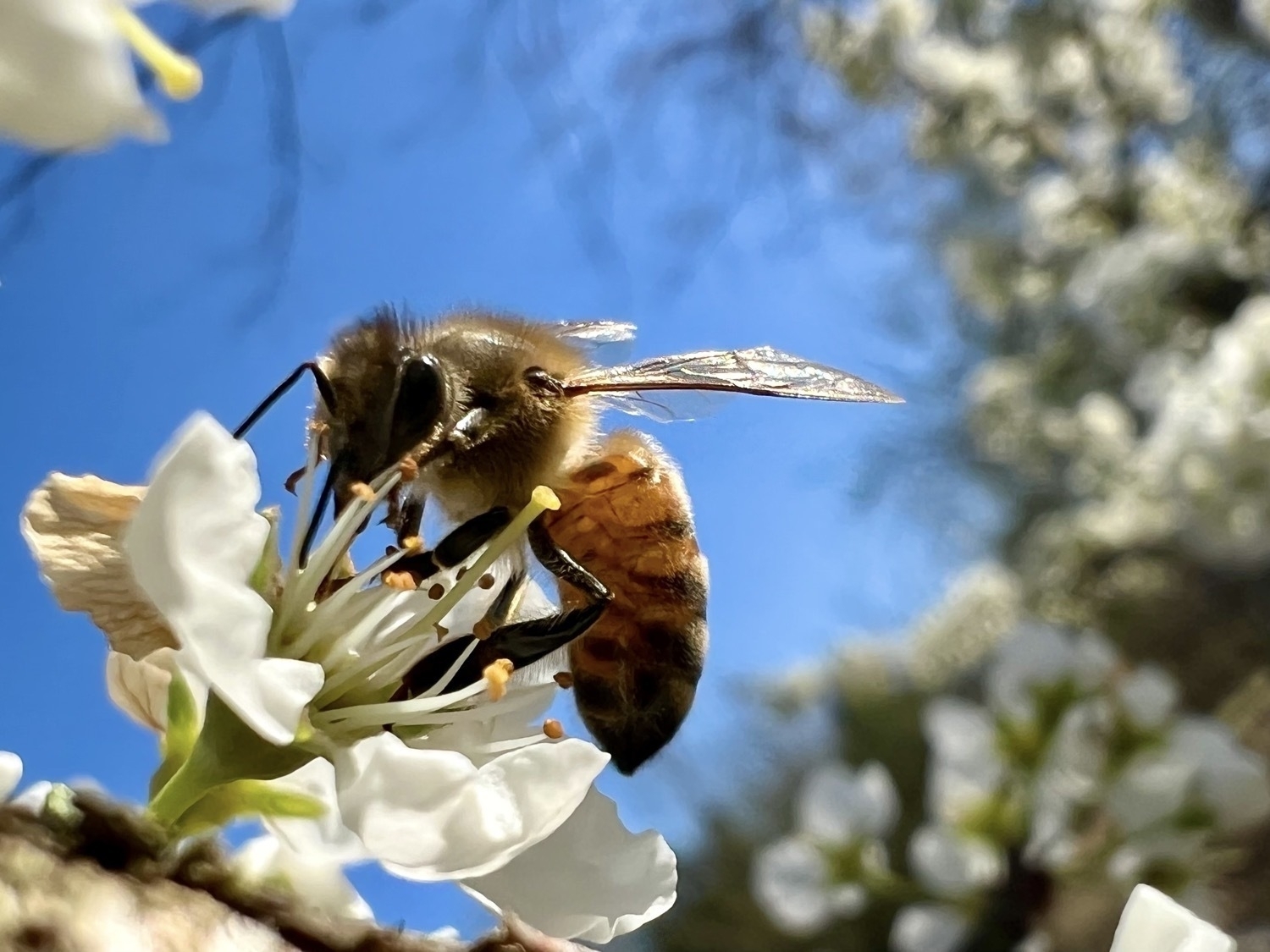 A honeybee collecting pollen from a white flower. in the background a branch of blurred flowers is on the right side of the image and a bright blue sky behind the bee and flower. 