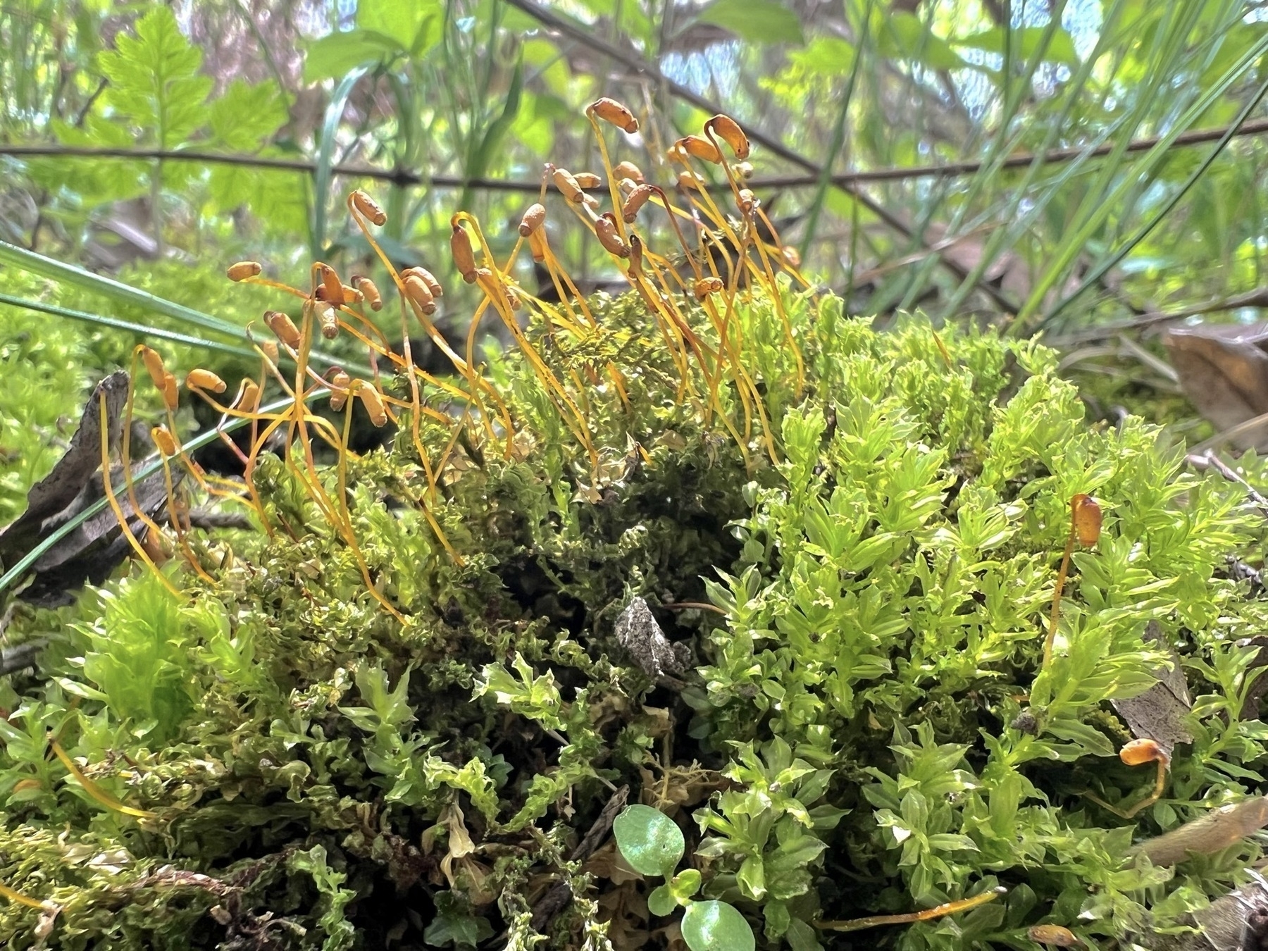 A mound of various species of vibrant green mosses. Thirty to forty orange sporophytes grow from the center. These are thin tendrils with hollow, oval shaped ends that disperse seeds.