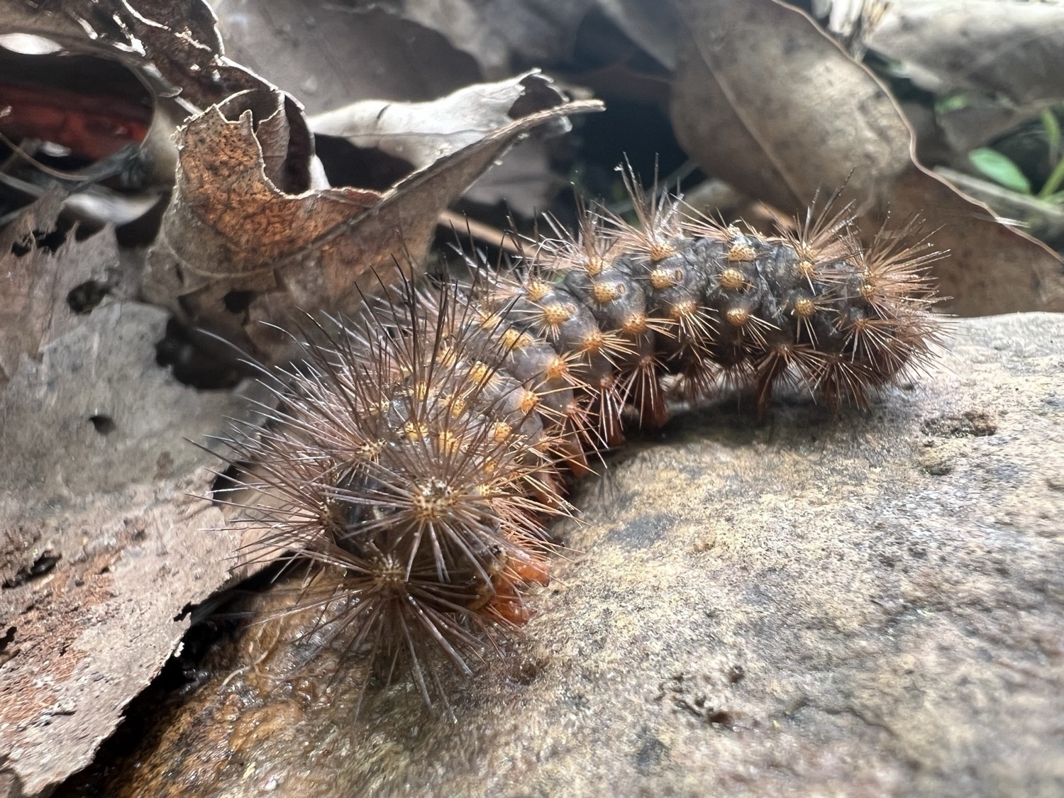 A dark brown caterpillar that is covered in brown spikes. The spikes connect to the caterpillar in groups of 8 - 12 with an orangish bump.