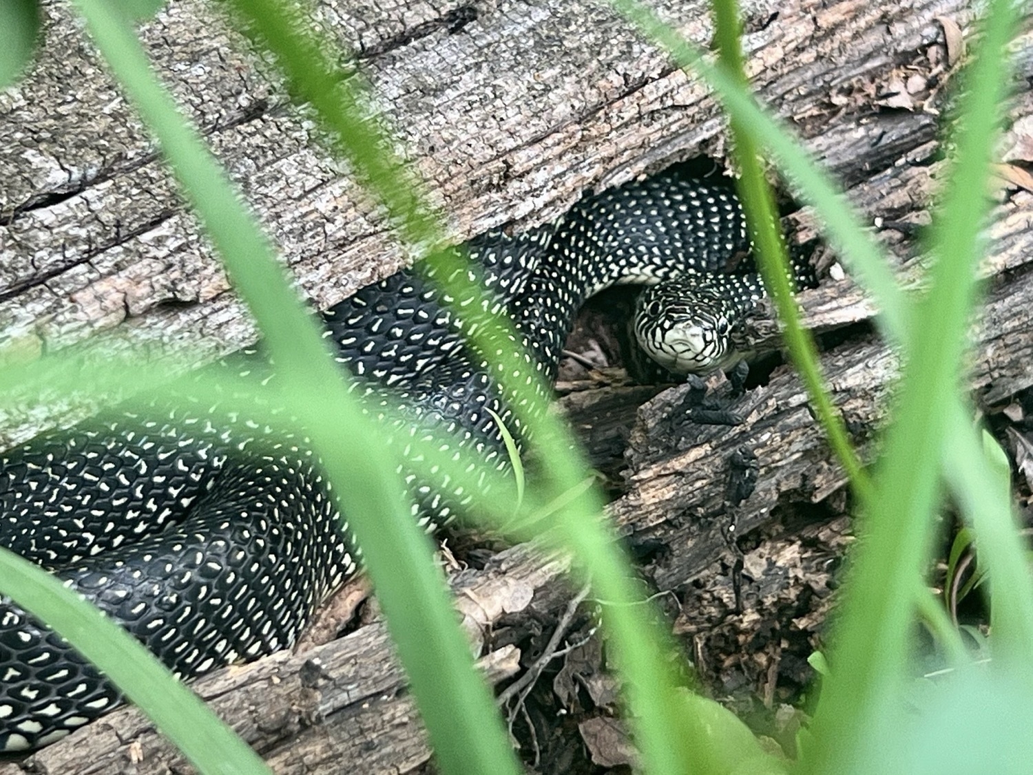 A￼ black snake with very small pale yellow to white speckles. The snake is nestled in a small open space in a log.