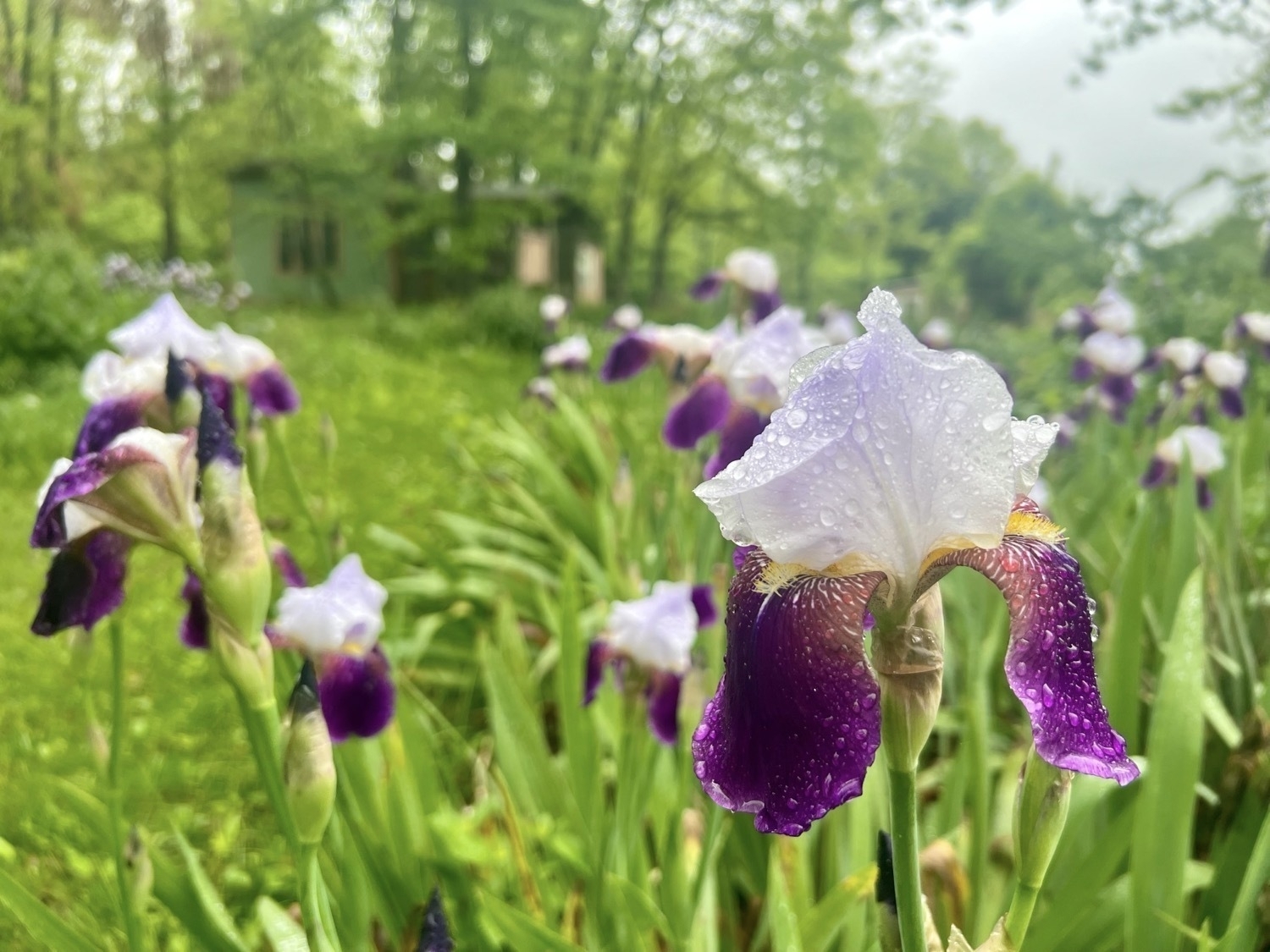 An iris flower covered in morning rain drops. The flower has dark purple lower petals and pale purple upper petals. Centered in the dark purple petals are yellow portions that are feather like. A small cabin surrounded by trees is blurred in the background.