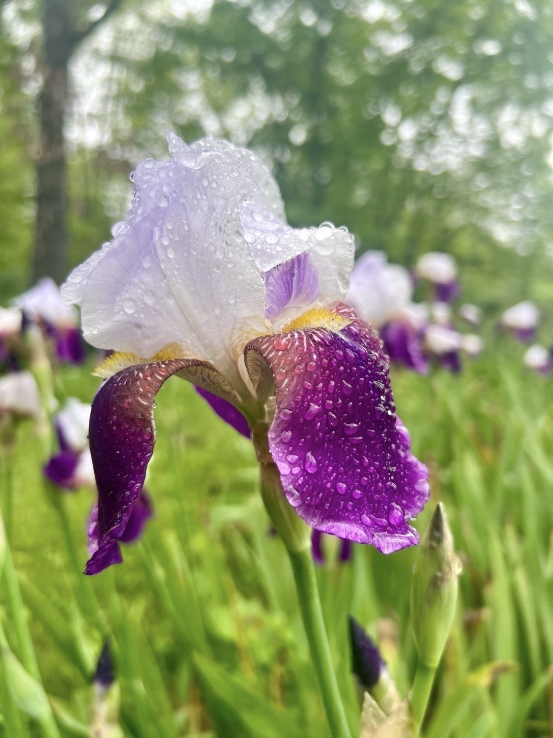 An iris flower covered in morning rain drops. The flower has dark purple lower petals and pale purple upper petals. Centered in the dark purple petals are yellow portions that are feather like.