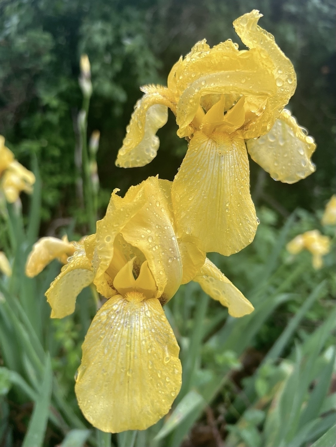 Two yellow iris flowers covered in morning rain drops. They are a nearly solid, bright yellow with barely noticeable darker yellow lines at the center of the lower petals and stretching to the end of those petals