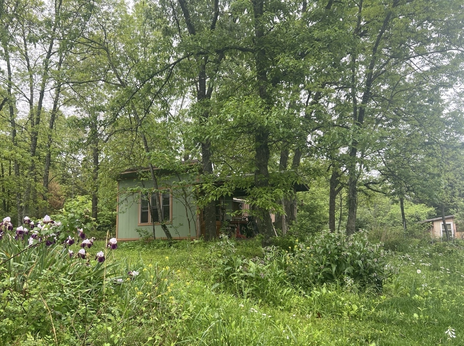 Green foliage surrounds a tiny green house in the woods. In the foreground are a mix of tall flowers and grasses. The green cabin is set back and is surrounded by a mix of tall mature trees.