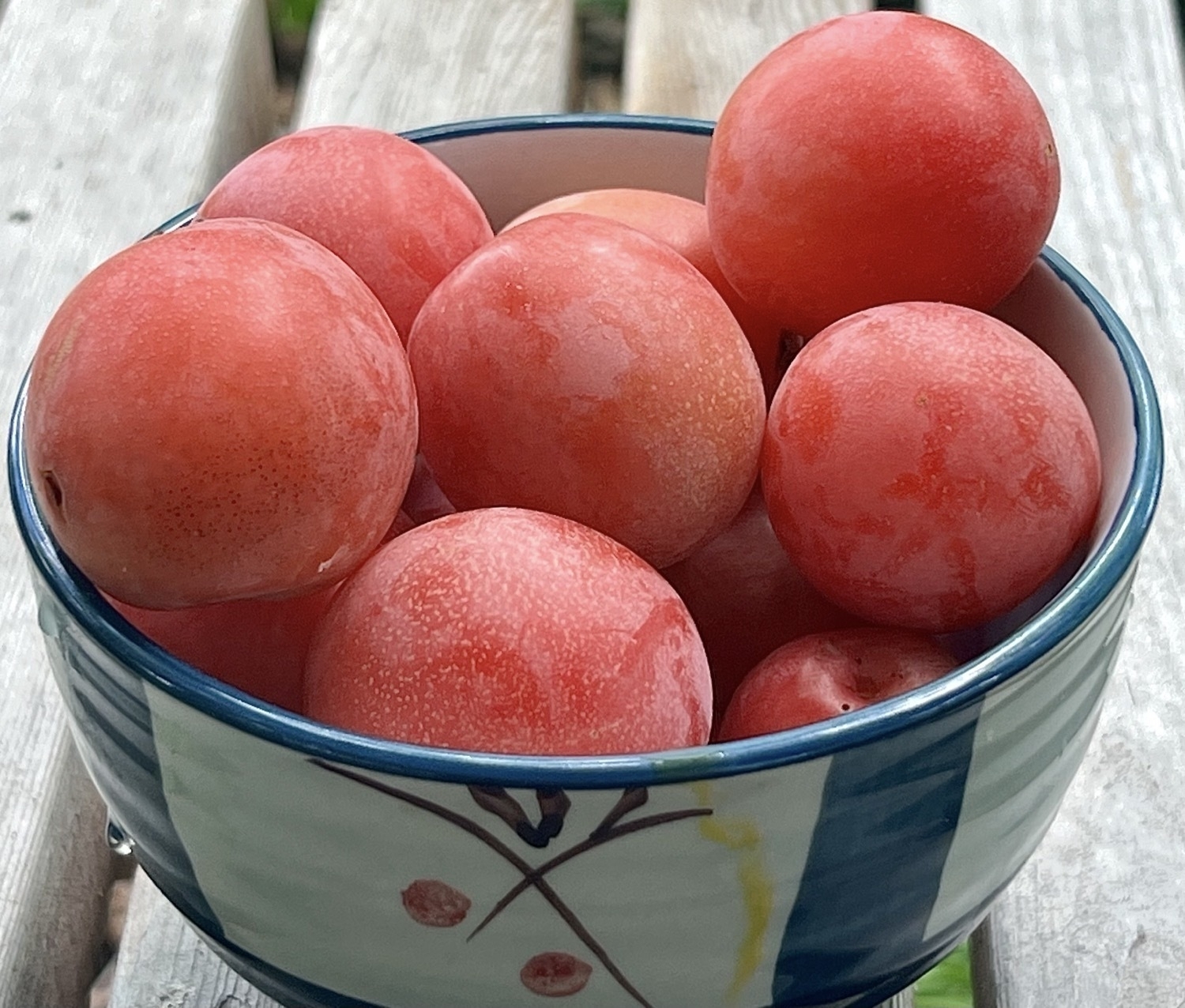 A bowl of small pink plums sit in a mostly white porcelain bowl
