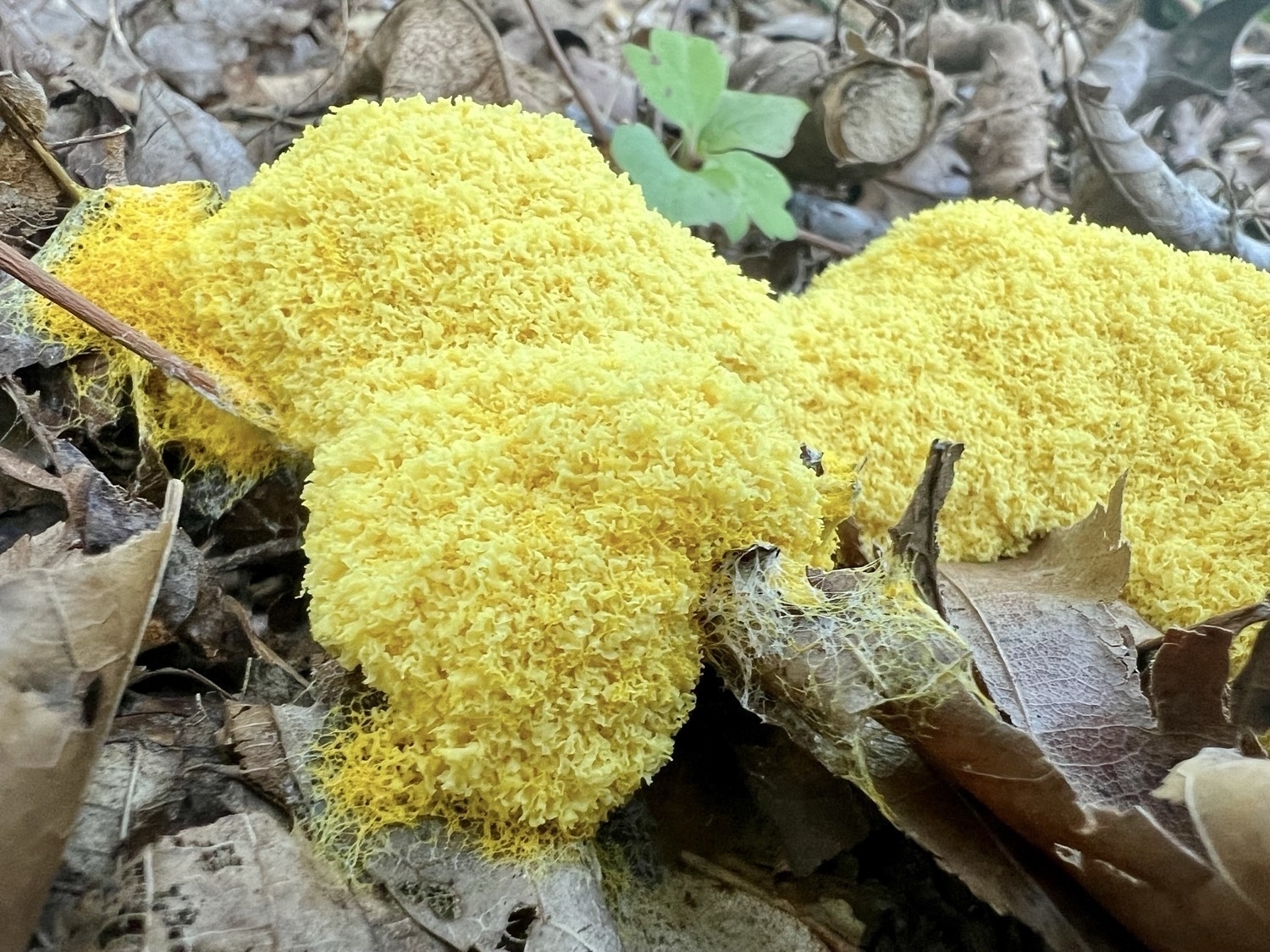 Yellow slime mold growing on fallen brown leaves. The yellow mold viewed close up is ruffled and where it is growing onto the leaves it creates a network of threads.