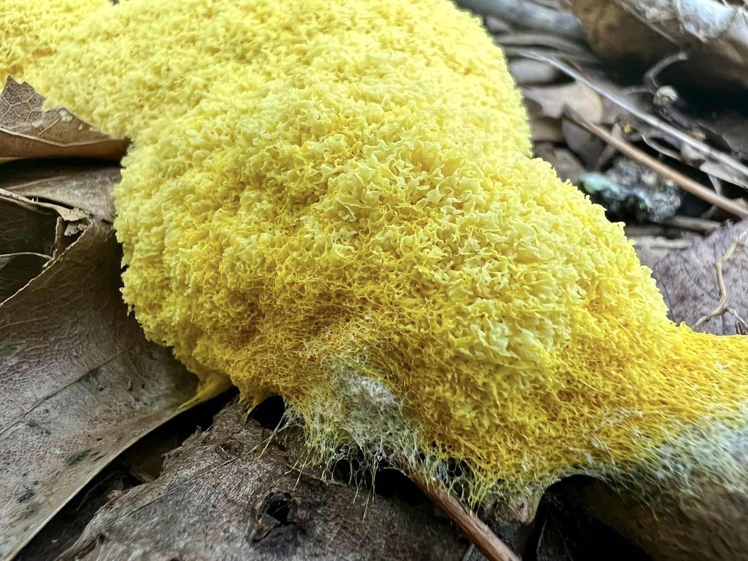 Yellow slime mold growing on fallen brown leaves. The yellow mold viewed close up is ruffled and where it is growing onto the leaves it creates a network of threads.