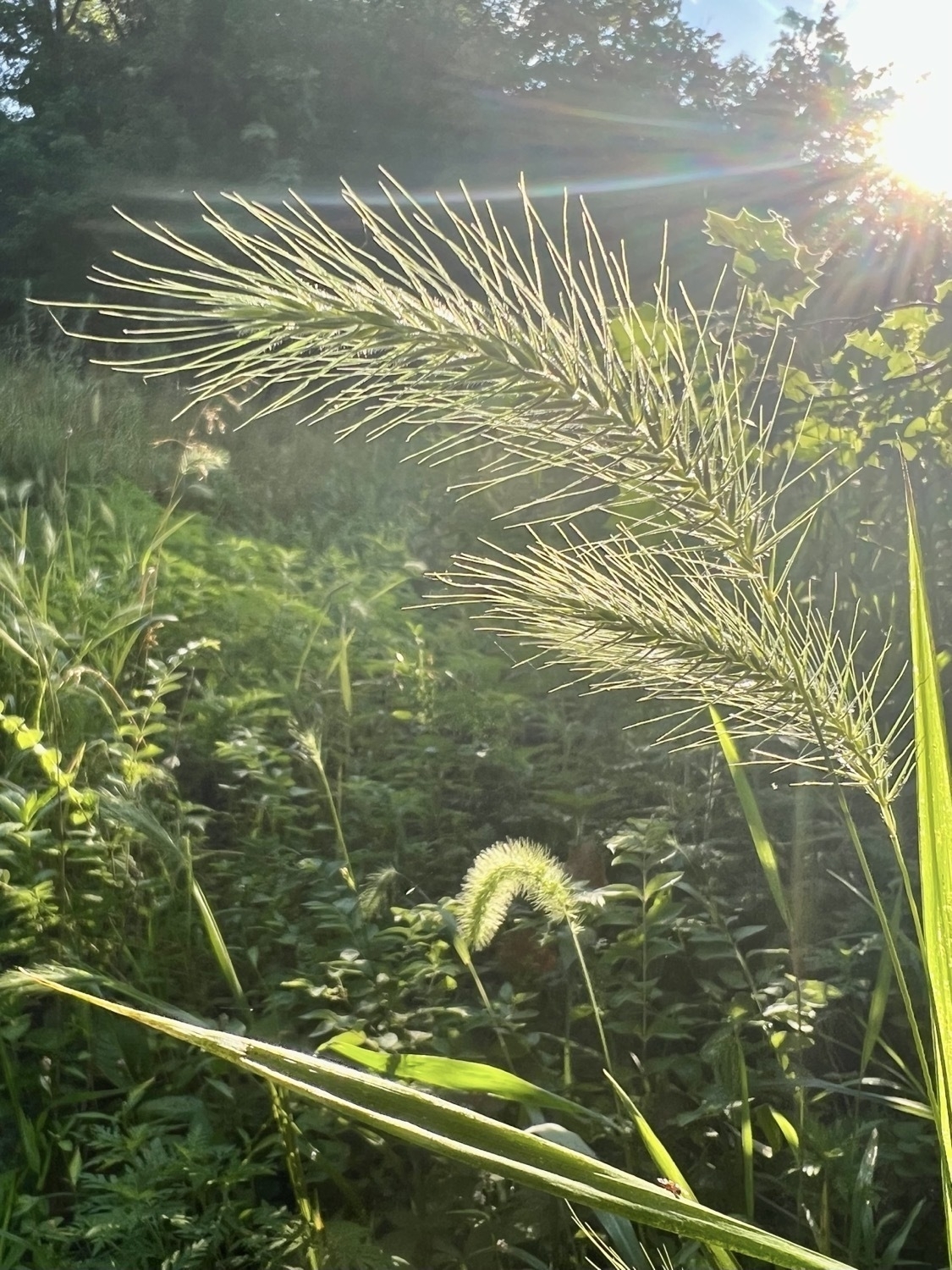 A close-up image of seed heads of grass, likely foxtail. Behind the grass is a mix of plants in a meadow lit by morning sun. The sun is in the top right corner of the image and the longest ray of light seems to bend as it crosses over the top of the seed head. Trees and a hint of blue sky are in the background of the meadow