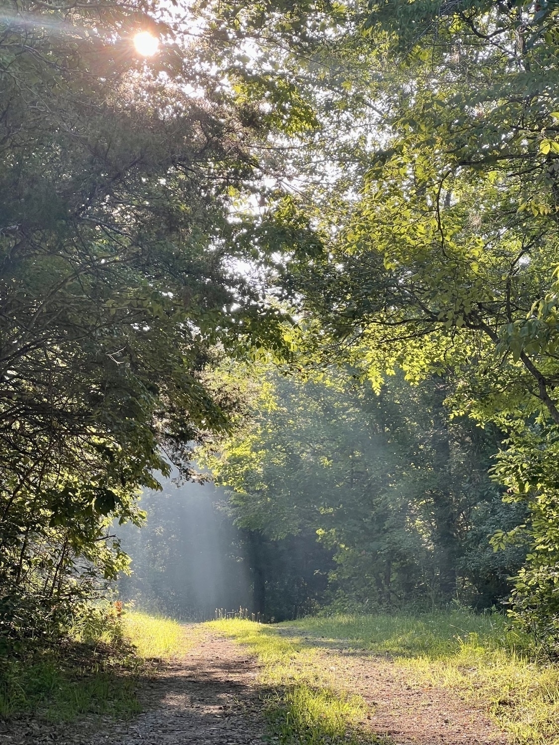 Morning sunlight streams through the branches of trees falling on a gravel road in the near distance. The rays of light contrast against a dark green background of trees that form most of the background of the image.