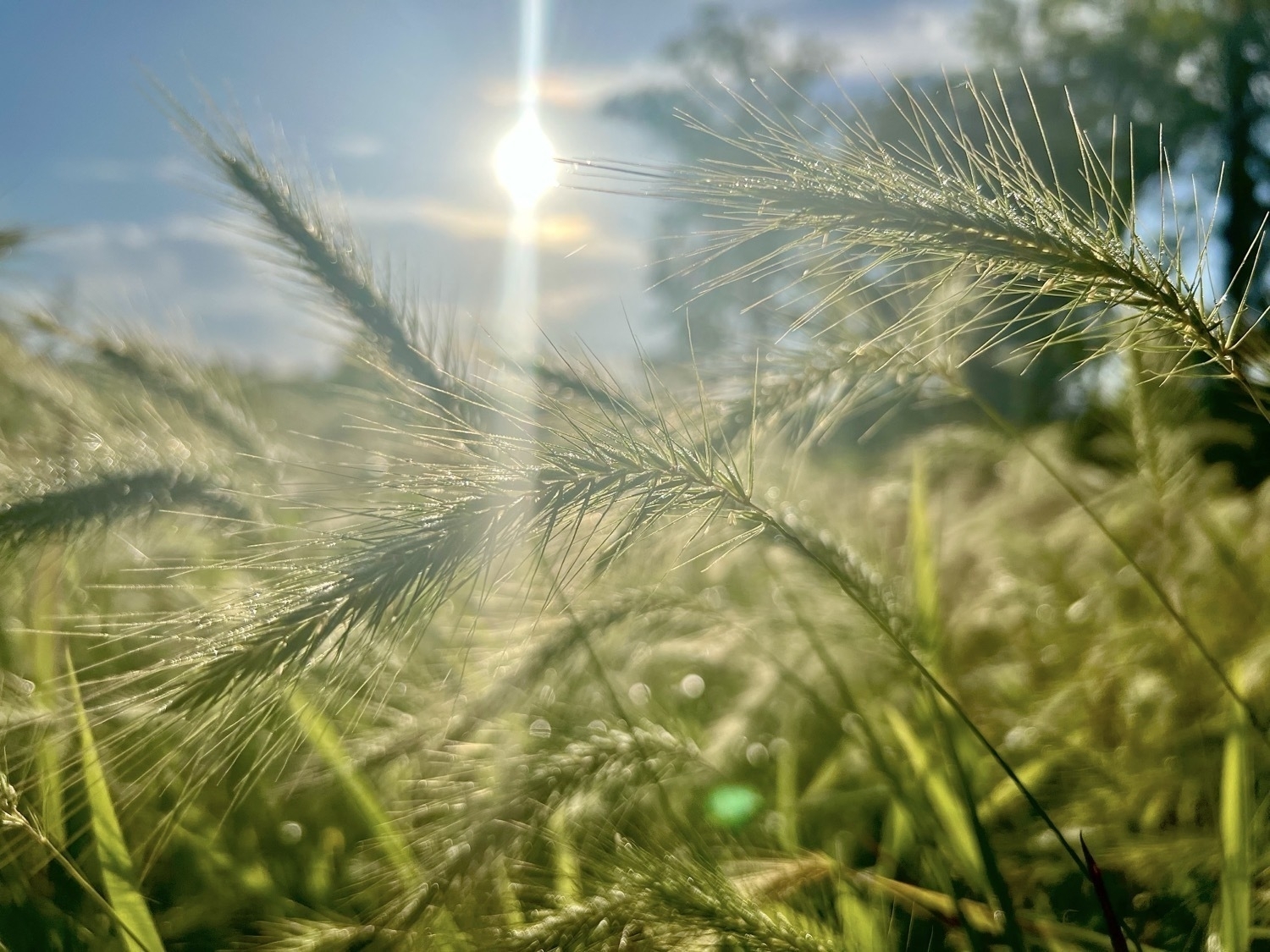 A close-up image of seed heads of grass, likely foxtail. Behind the grass is a mix of plants in a meadow lit by morning sun. The sun is in the top center of the image with blue sky in the background