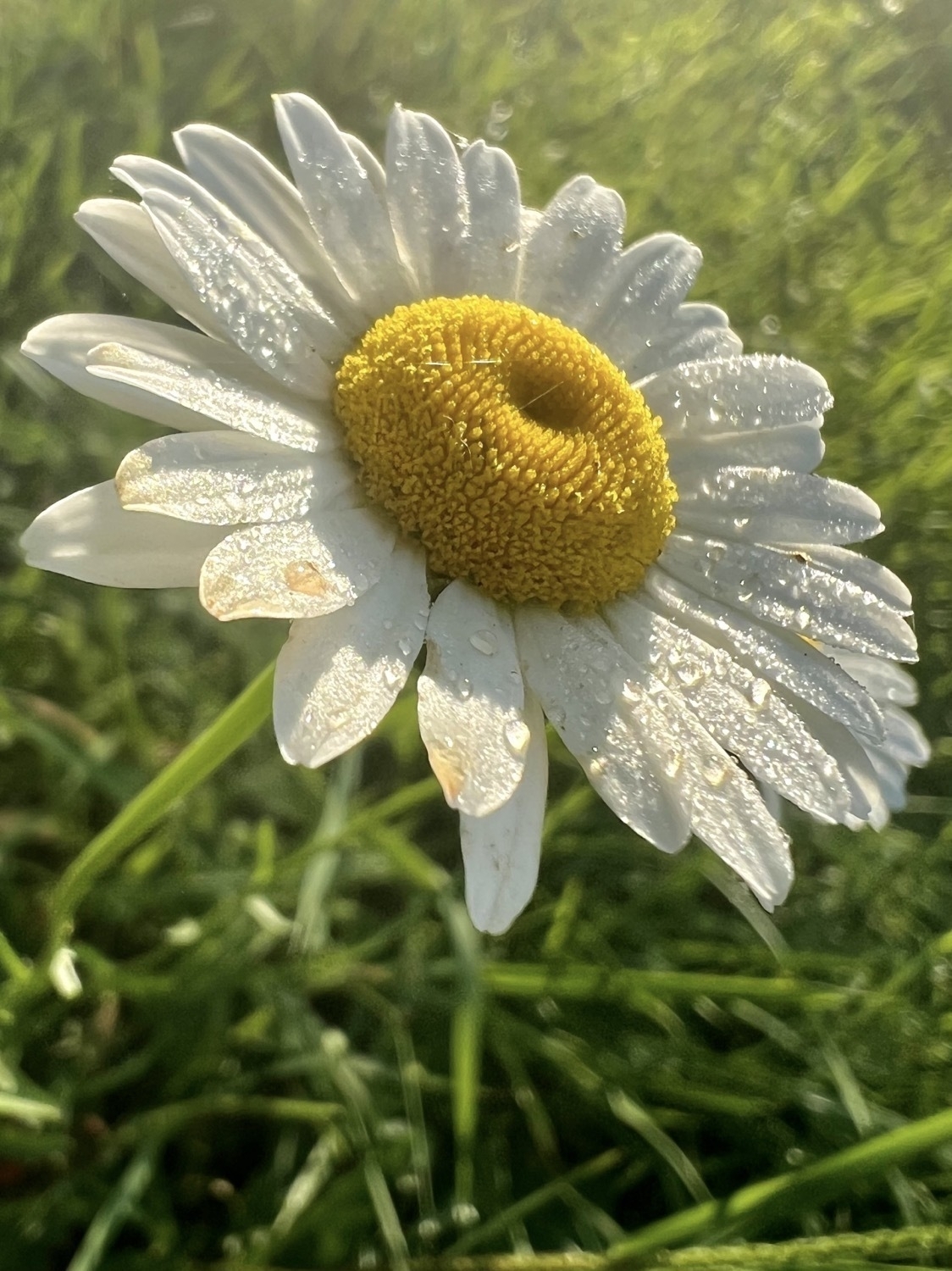 A close-up image morning dew drops on a white daisy with yellow center. Grass can be seen in the background.