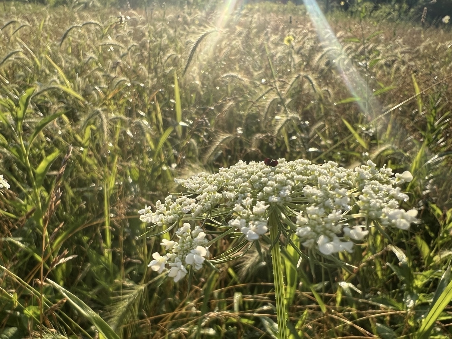 A complicated photo of a flower and golden grassy foliage. Rays of sunlight fall from the top of the photo onto a cluster of tiny white flowers with an underside of green stems that form a bowl. The flowers are set against a field of mostly gold colored grasses topped with green seed heads covered in fine hairs covered in dew.