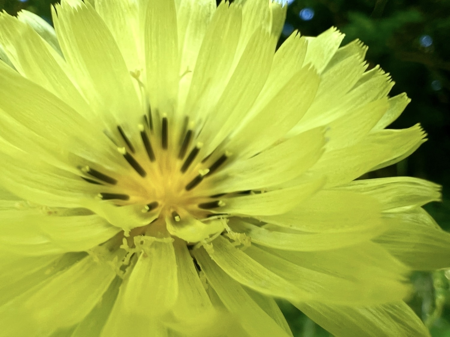 A close up image of a many petaled yellow flower with a darker yellow, orangish center that has 20 or so dark brown to black colored stamens, each tipped with a yellow anther. The tip of each petal is fringed. 
